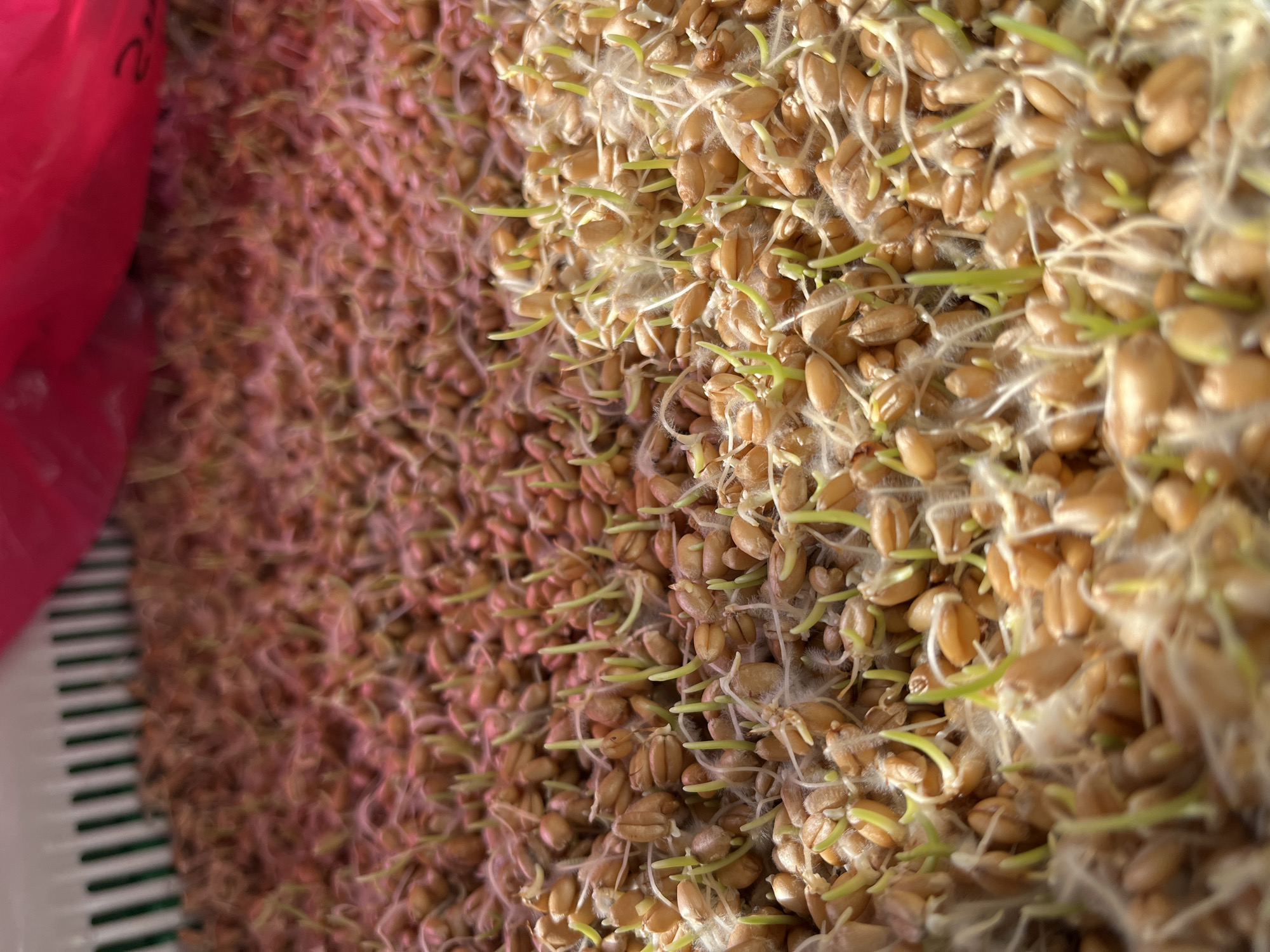 A close-up, shallow-depth-of-field shot shows an abundance of wheat grains sprouting. The grains are a light brown color and appear to be in a white, slatted tray, with a blurry pink object visible in the upper right corner. The sprouting grains exhibit thin, white root hairs and delicate, pale green shoots emerging from each grain. The lighting creates a warm, reddish hue across the scene, suggesting natural light filtering through. The image is a still life, capturing the early stages of plant growth. The specific location within Krasnyye Barrikady, Russia, is not discernible from the image itself.