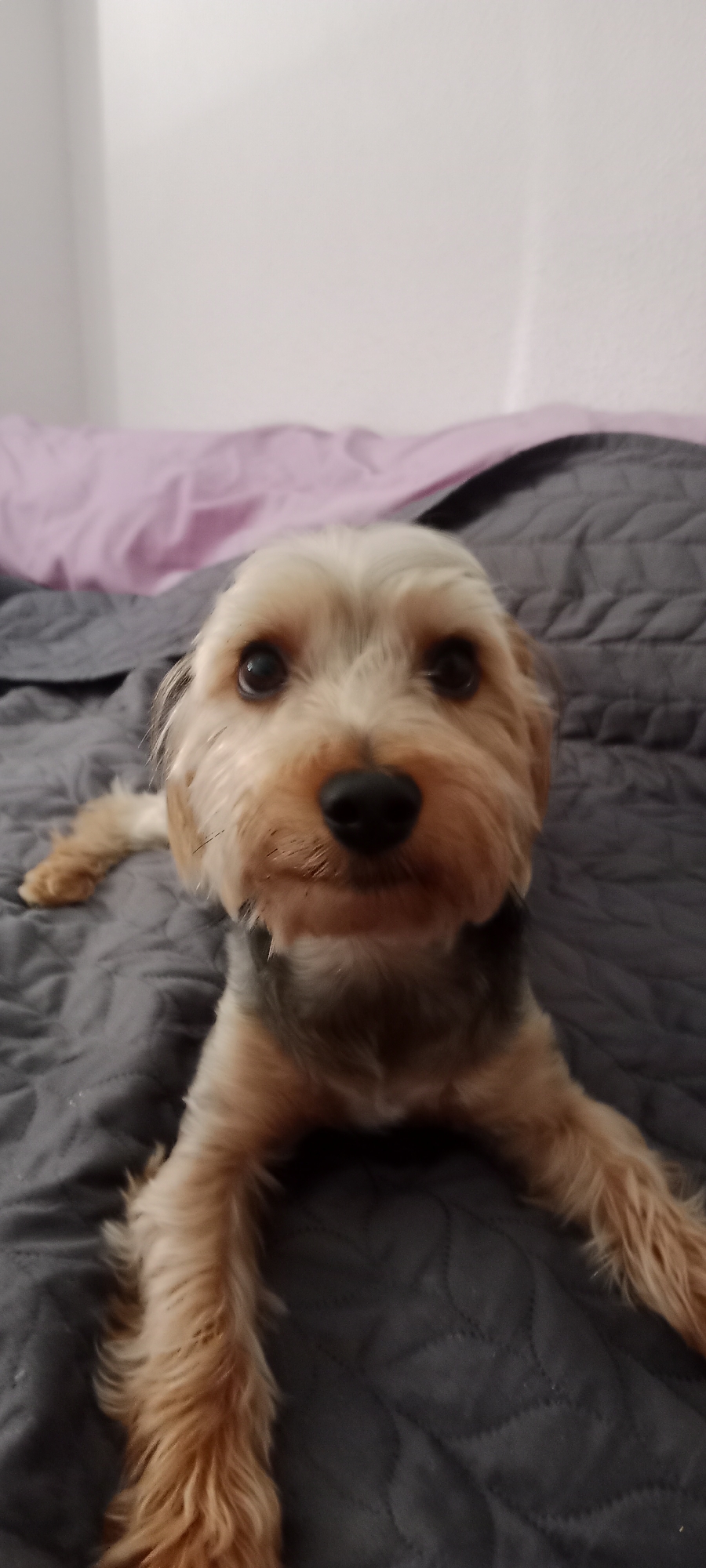 A light-brown Yorkshire Terrier with dark eyes and a black nose is lying on a dark gray quilted comforter. The dog's front legs are extended forward, and its head is tilted slightly, looking directly at the camera. The background consists of a pale pink comforter on a bed, with a white wall visible at the top. The scene appears to be indoors, likely in a bedroom in Galapagar, Spain.