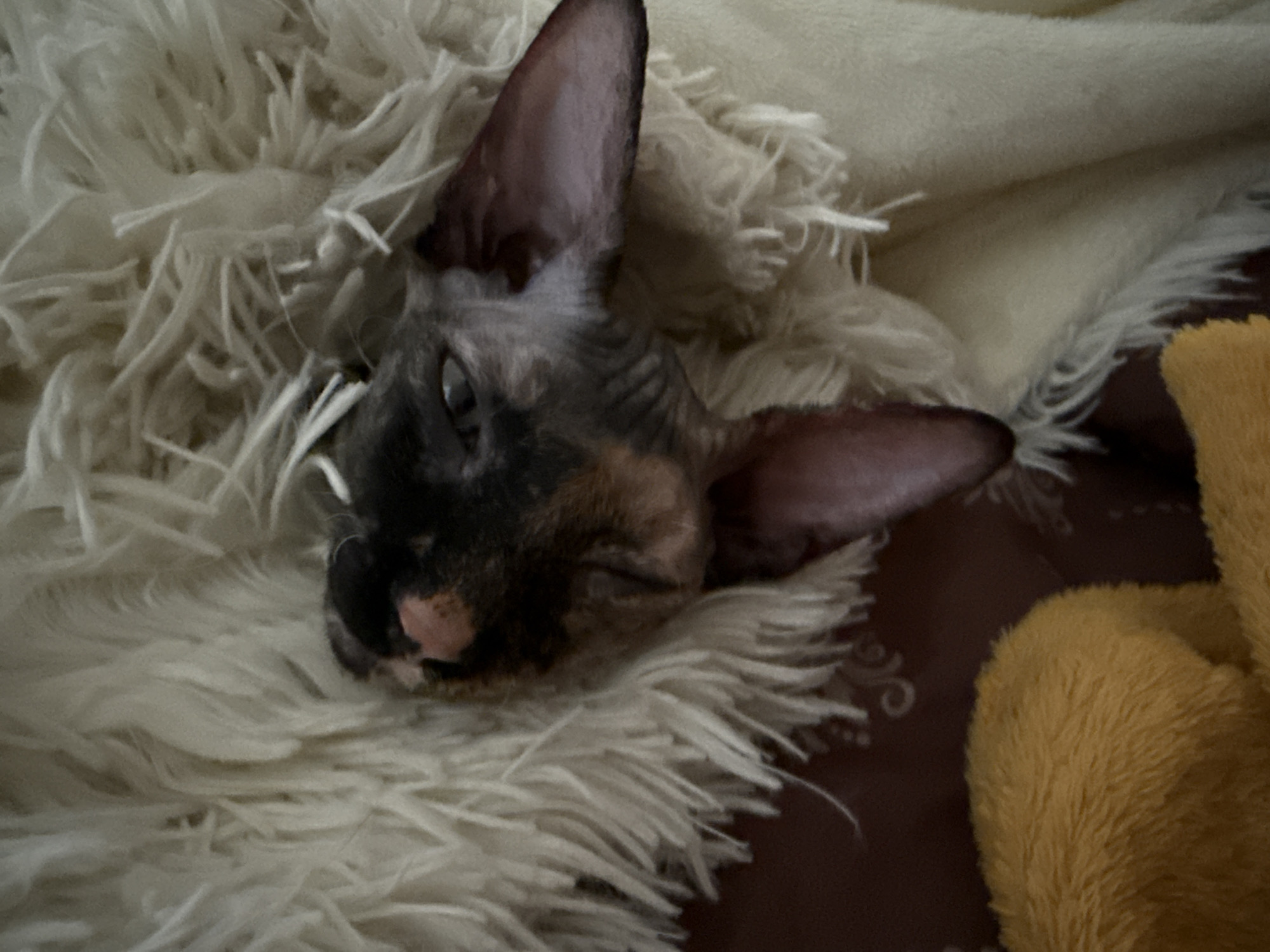 A Sphynx cat is nestled in white, fluffy material. The cat's head is turned to the left, with its eyes partially open. The cat's skin tone is a mix of grey, black, and brown. A section of yellow fabric is visible on the right side of the image. The background surface is dark brown with a subtle pattern.