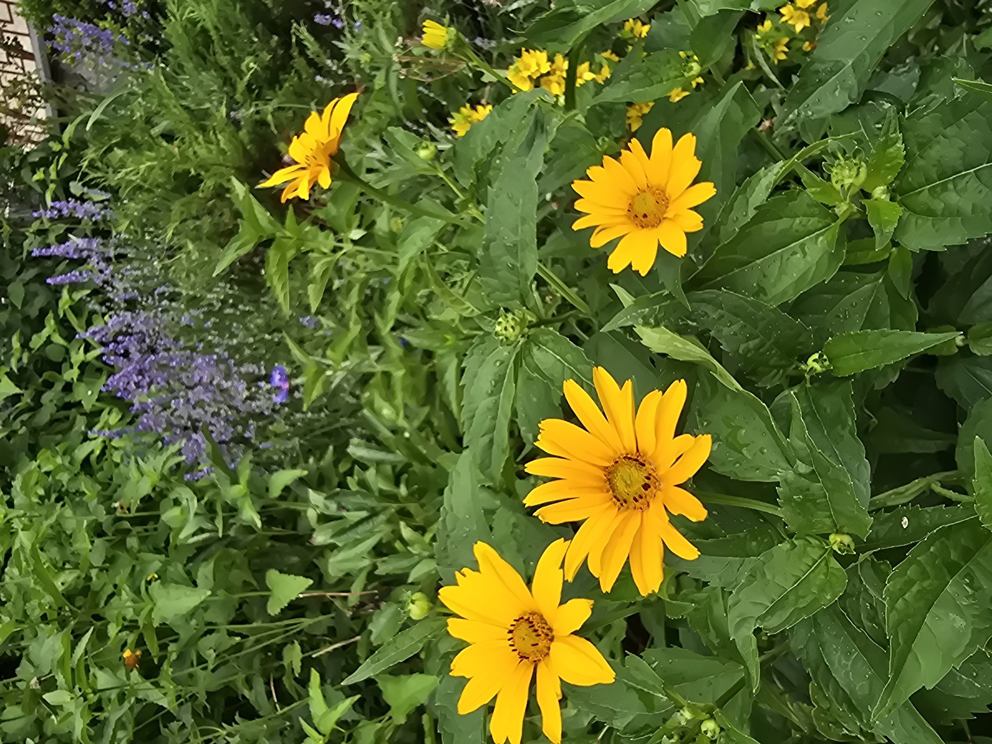 The image shows a close-up view of a garden bed filled with vibrant yellow flowers and lush green foliage. Several large, daisy-like yellow flowers with prominent brown centers are in full bloom, their petals stretching outwards. Interspersed among them are smaller yellow flowers and delicate spikes of purple flowers. The leaves are a deep green, some with visible water droplets, suggesting recent rain or dew. The overall impression is one of a flourishing, natural garden setting, likely in Ukraine, given the provided location context. The lighting suggests it is daytime, with soft natural light illuminating the scene. There is no visible text.