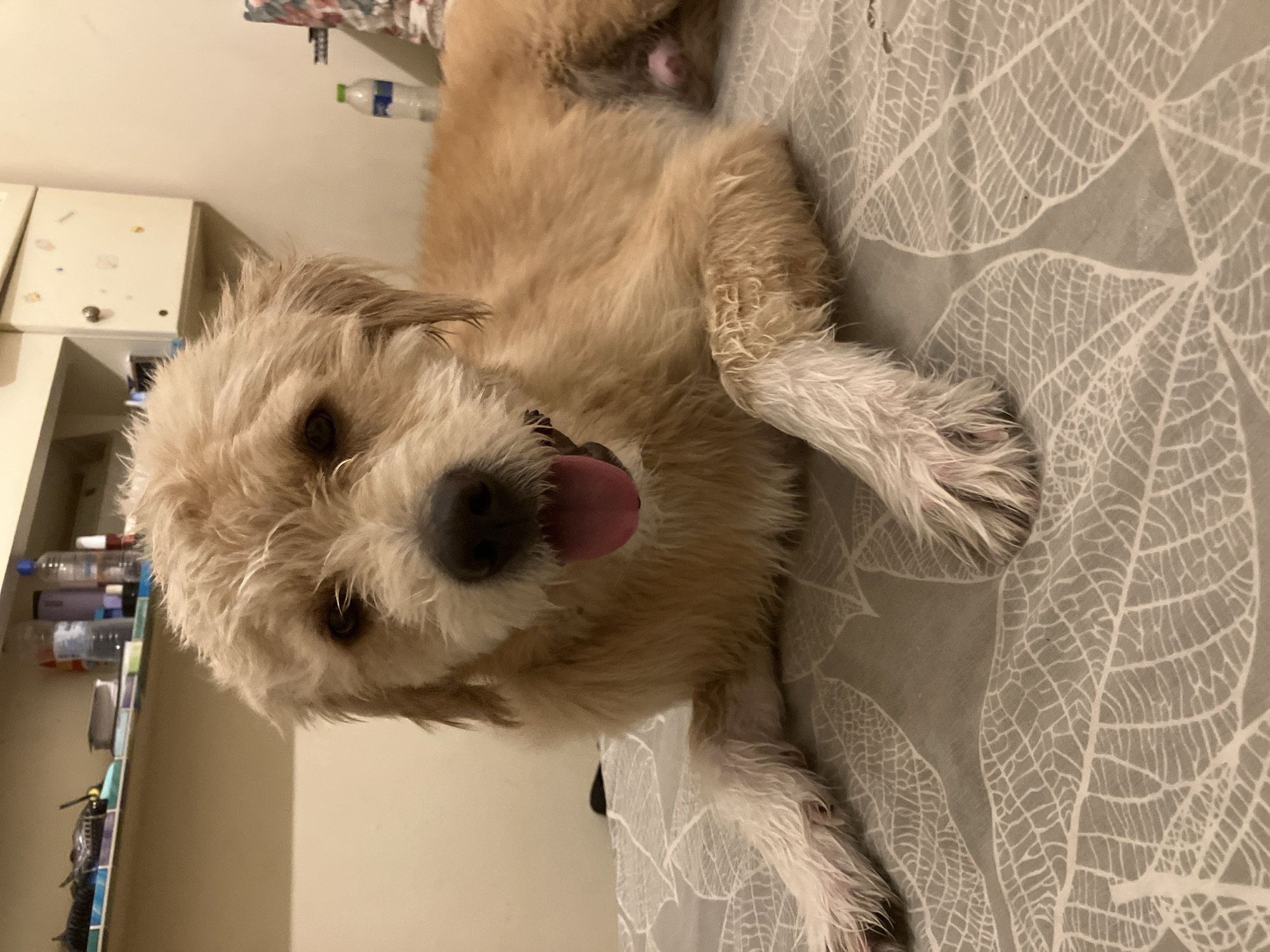 A light brown, fluffy dog is lying on a bed with a grey and white leaf-patterned duvet. The dog's tongue is sticking out, and it appears to be panting or excited. The dog is facing the camera, and its eyes are open. To the left of the dog, there is a shelf unit with several bottles of water and other items on it. In the background, there is a white wall and part of a dresser. The lighting suggests it is indoors during the evening or night. The location is Paleo Faliro, Greece.