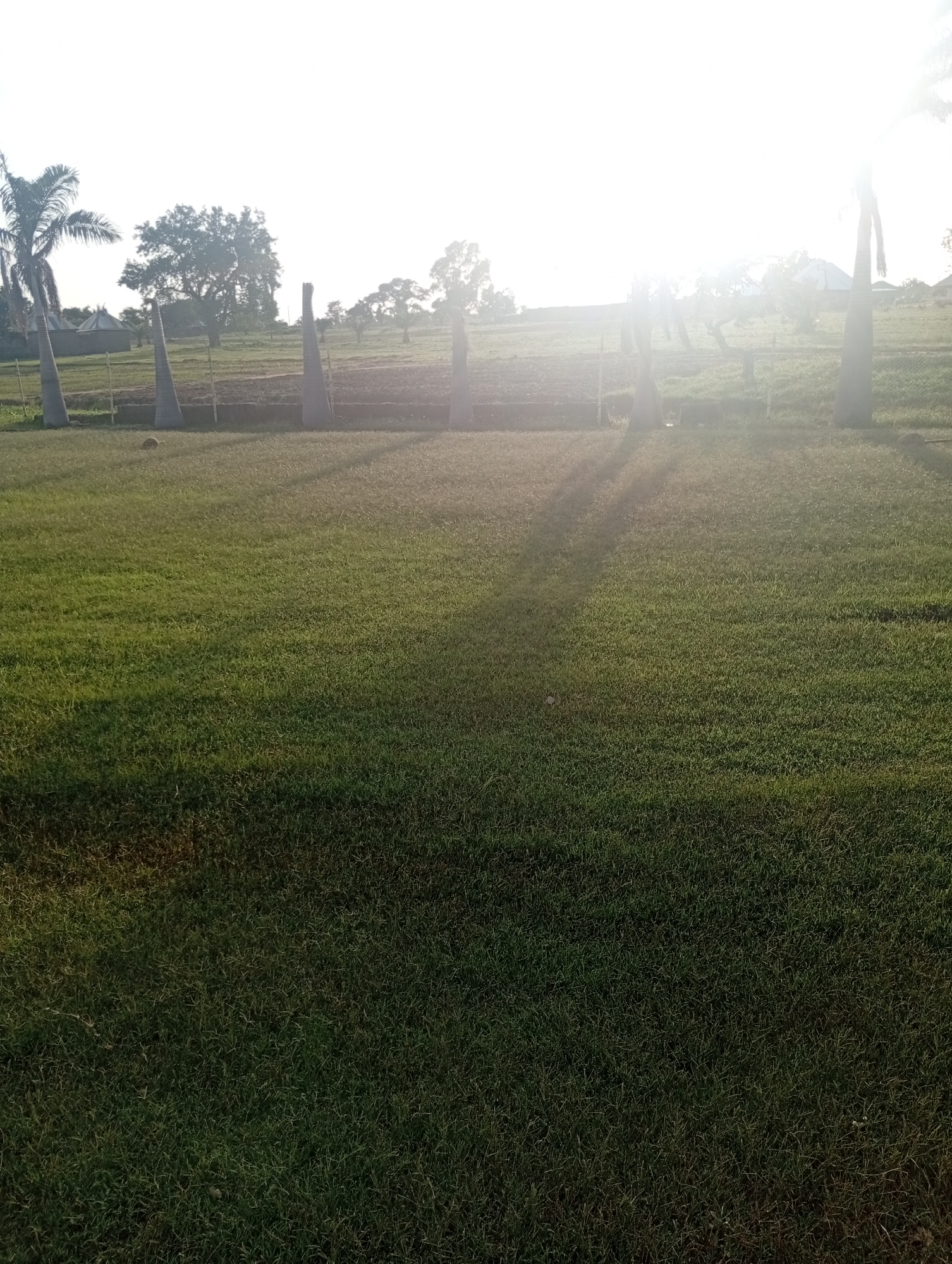 This media file depicts an outdoor scene, likely a park or open field, with a prominent grassy area in the foreground. The grass is lush and appears well-maintained, with some areas exhibiting shadows from unseen objects or structures. In the background, there are several palm trees and other deciduous trees, suggesting a tropical or subtropical climate. The sky is very bright, indicating it is either sunrise or sunset, with the sun's glare significantly obscuring details in that part of the image.
The middle ground shows a low, constructed area, possibly a terraced landscape or a seating area, with what appear to be concrete or stone structures. Fencing or barriers are visible in this section, separating the grassy area from the background. A small, dark, rounded object, possibly a rock or a ball, rests on the grass in the mid-left portion of the frame. The overall impression is one of a peaceful, open space. The lighting suggests it is either early morning or late afternoon, with the sun positioned high in the sky and casting long shadows. The location context of Jalingo, Nigeria, aligns with the visual cues of palm trees and the bright, sunny weather. No people or text are visible in the image.
