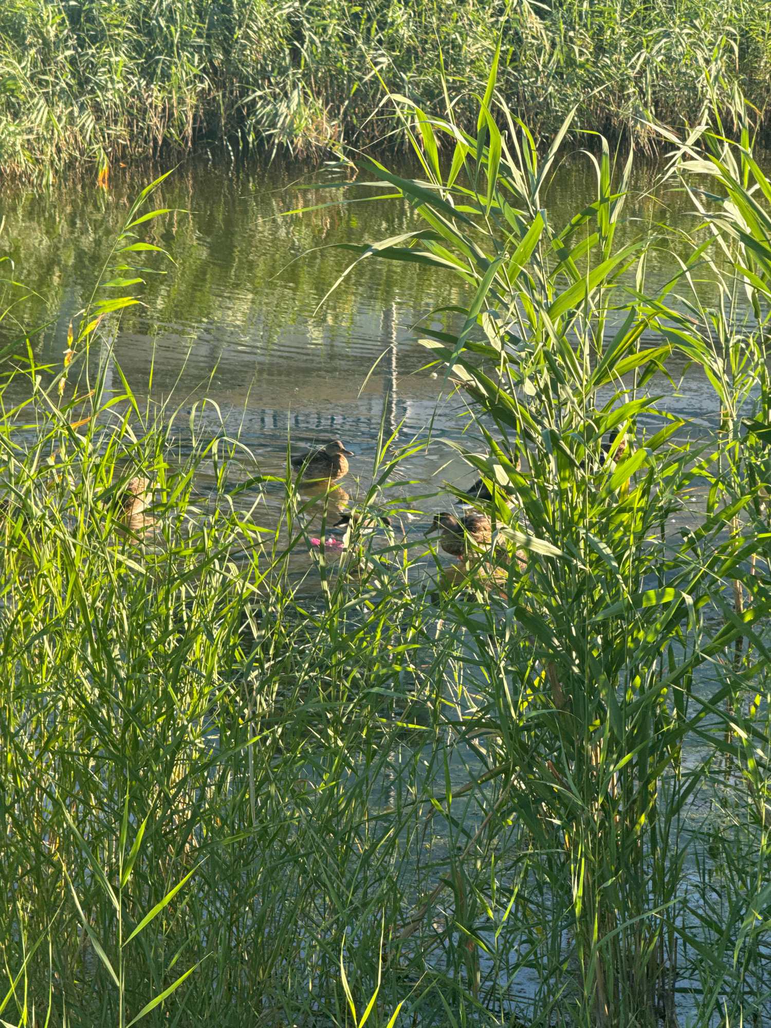A body of water, possibly a canal or pond, is densely bordered by tall, green reeds and grasses in the foreground and background. The water's surface is calm with visible ripples and reflections of the vegetation and sky. Several ducks are present in the water, partially obscured by the reeds. One duck is visible in the center right of the frame, facing to the right. Another duck is to its left, facing left. Two more ducks are further to the left, with one slightly behind the other. The lighting suggests it is daytime, with sunlight illuminating the reeds and creating dappled light on the water. The overall scene depicts a natural riparian environment.