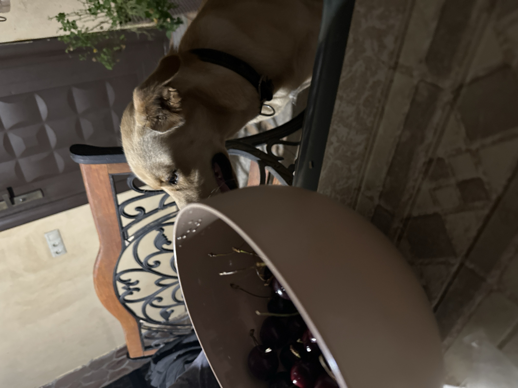 A light brown dog with a black collar is sniffing a bowl of cherries. The dog is positioned to the right of the frame, with its head lowered towards the bowl, which is in the foreground on the left. The bowl is a pale pink, shallow, and contains several dark red cherries with green stems. The dog appears to be indoors, with a wooden and metal chair visible behind it. The background includes a wall with a power outlet, a door, and some potted plants. The flooring has a tile-like pattern. The lighting suggests it is nighttime or an interior with low light. The image is taken from a medium distance, with a shallow depth of field that blurs the background. The location is not discernible from the image itself.