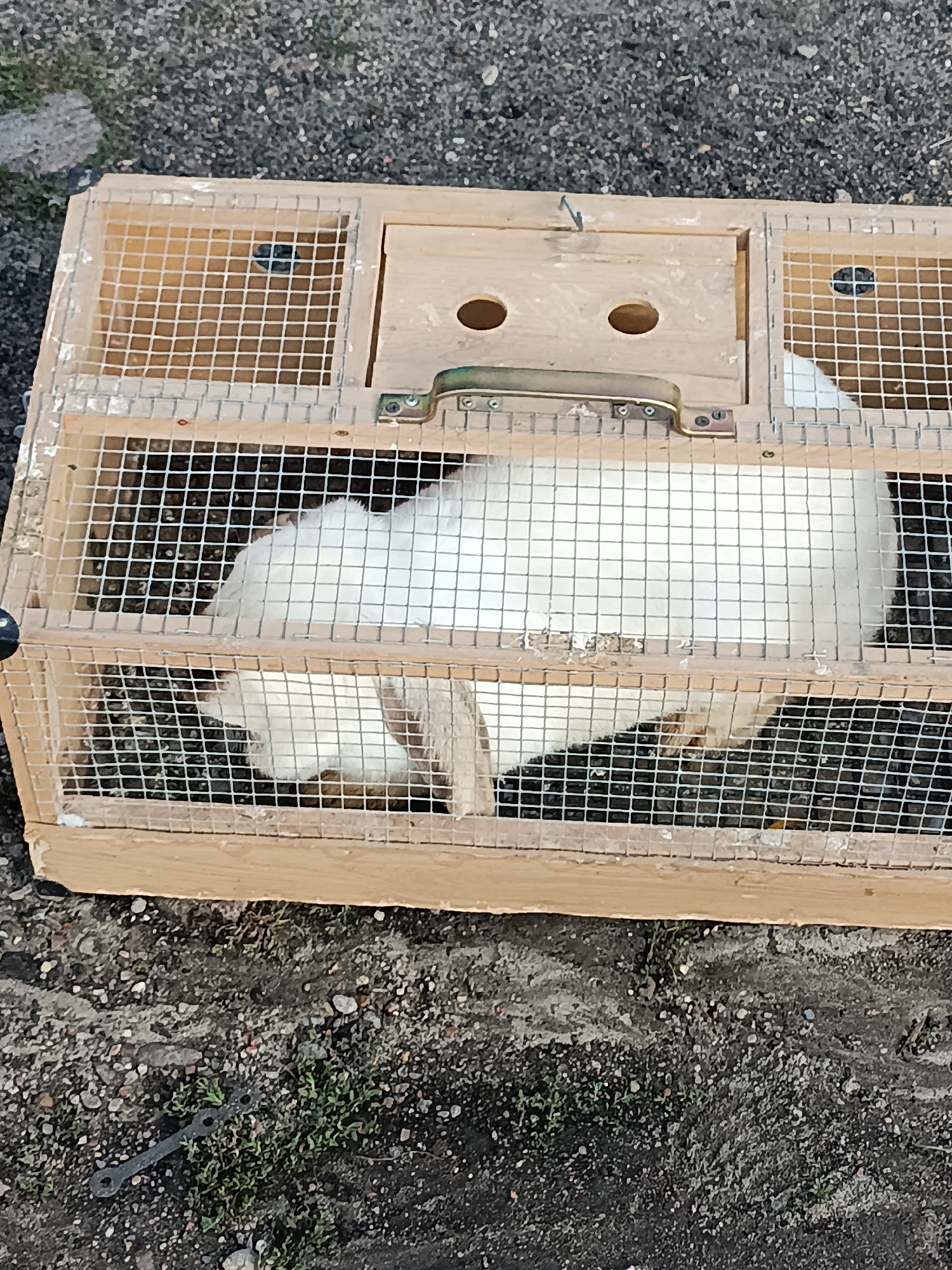 A white rabbit is inside a wooden and wire cage placed on the ground. The cage has two compartments, with a handle on the top compartment. The ground is covered with gravel and some sparse green vegetation. A metal tool, possibly a wrench, lies on the ground to the left of the cage. The scene appears to be outdoors in a rural or semi-rural setting. The image is taken from a high angle.