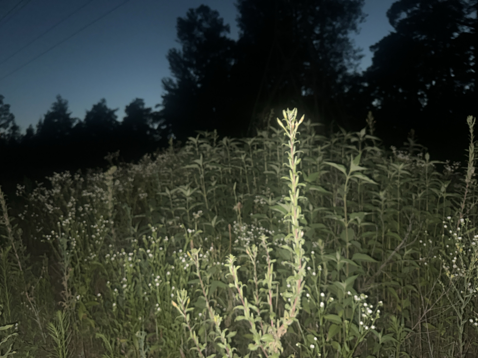 This is a nighttime photograph taken in a field or overgrown area. The sky is a deep blue, indicating twilight or early night. Silhouetted against the sky are the dark shapes of trees and power lines. In the foreground, there is a dense growth of various plants, including some with small white flowers and others with taller, leafy stems. One prominent plant in the center-right has a tall, green stem with reddish hues and developing buds or new leaves at its apex. The lighting is dim, suggesting it might be from the moon or a distant artificial light source, creating a slightly mysterious or tranquil atmosphere. There are no people or animals visible in the image. The location is described as Unknown, Unknown, implying it is not a recognizable or specific urban area within a city.