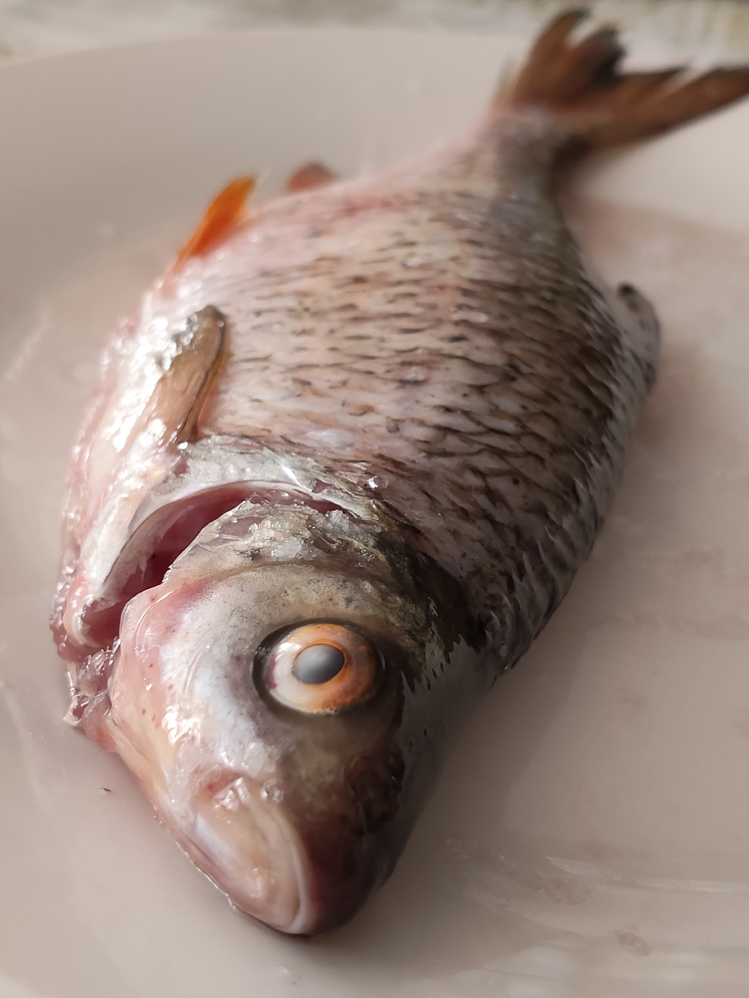 A close-up, overhead shot shows a dead, whole fish lying on a white plate. The fish is positioned diagonally, with its head facing the bottom left of the frame and its tail pointing towards the top right. The fish's scales are visible, appearing silvery-gray with dark outlines. Its eye, a prominent feature, is open with a yellowish iris and a dark pupil. The mouth is slightly ajar, revealing pinkish flesh. A small, orange fin is visible near the head. The fish appears to be uncooked and possibly cleaned. The background is a plain white surface, suggesting it's a plate or a table. There is no indication of a specific location in Chepelyovo, Russia, in the image itself.