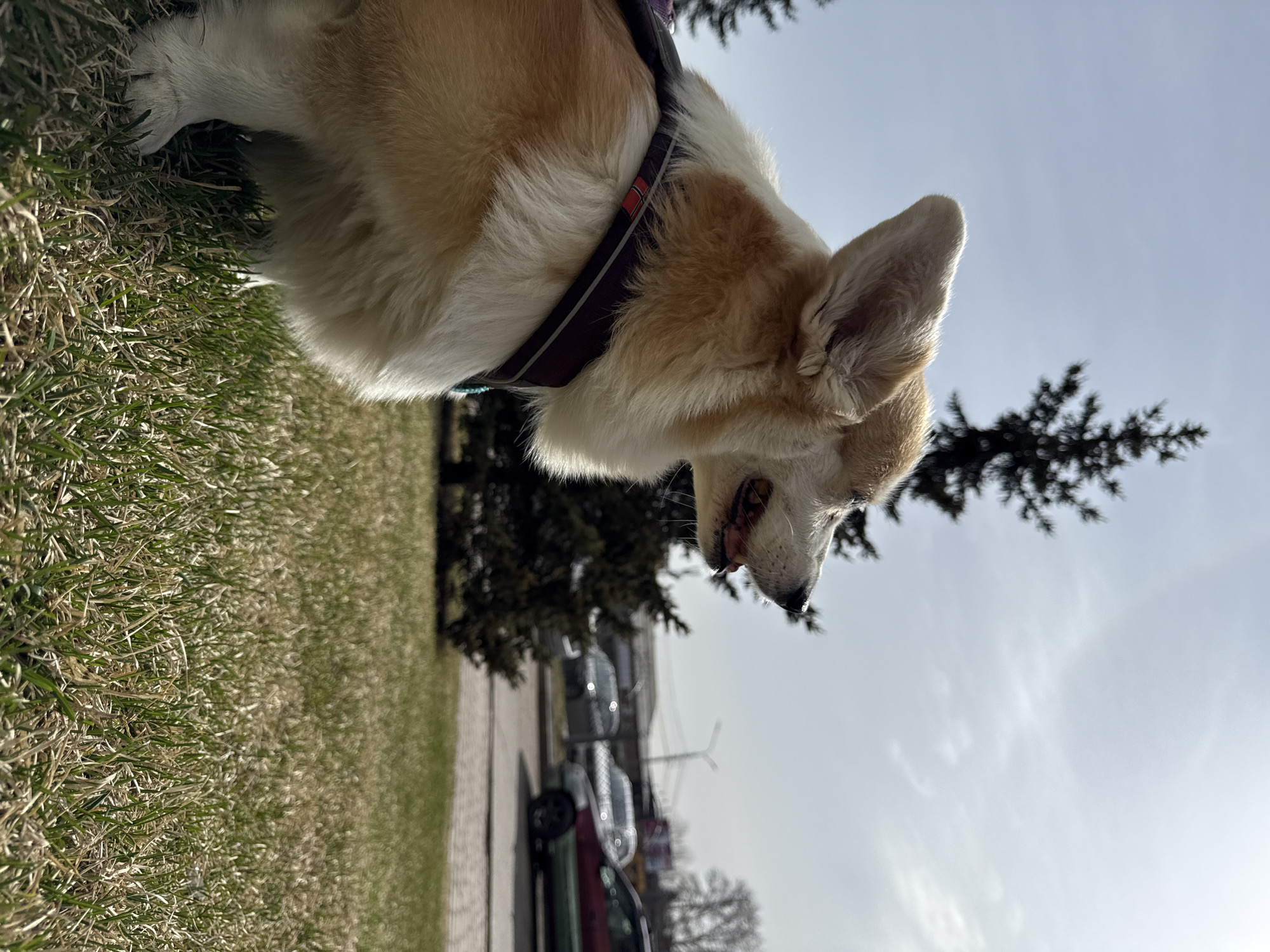 The image, oriented sideways, features a light brown and white Corgi dog in profile, looking downwards towards a grassy area. The dog is wearing a dark-colored harness with a small red detail on its back. Its mouth is slightly open, showing its tongue and teeth.
The setting appears to be an outdoor urban or suburban environment, possibly a park or a roadside green space, in Krasnoyarsk, Russia. In the foreground and to the left of the dog, there is green and somewhat dried grass. Beyond the grass, a paved road or path is visible, with several blurred cars parked along it in the background. Coniferous trees are scattered in the mid-ground and background, notably one prominent, dark tree to the right of the dog's head and more blurred trees further back.
The sky is bright and mostly clear with some faint cloud streaks, indicating a sunny day. Strong sunlight illuminates the dog, highlighting its fur, especially on its head and ears, and casting soft shadows. The overall impression is that of a dog on a walk during daylight hours. No people are visible, and there is no discernible text on any objects.
