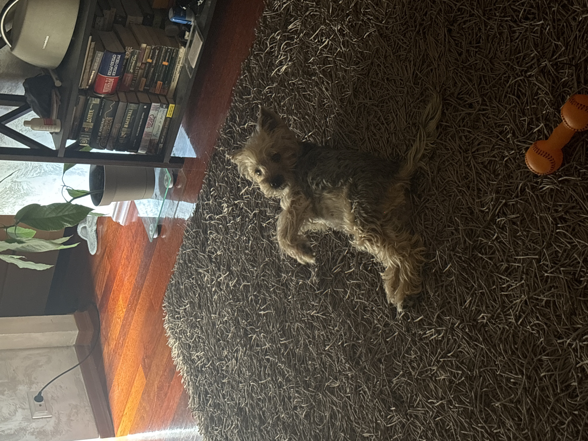 A medium-sized brown and tan dog lies on a dark brown shag rug. An orange dumbbell-shaped dog toy is on the rug to the right of the dog. A bookshelf with books, a speaker, and a plant is to the left. The floor is wood. The location is unknown, and there is no indication it is in Budva, Montenegro.