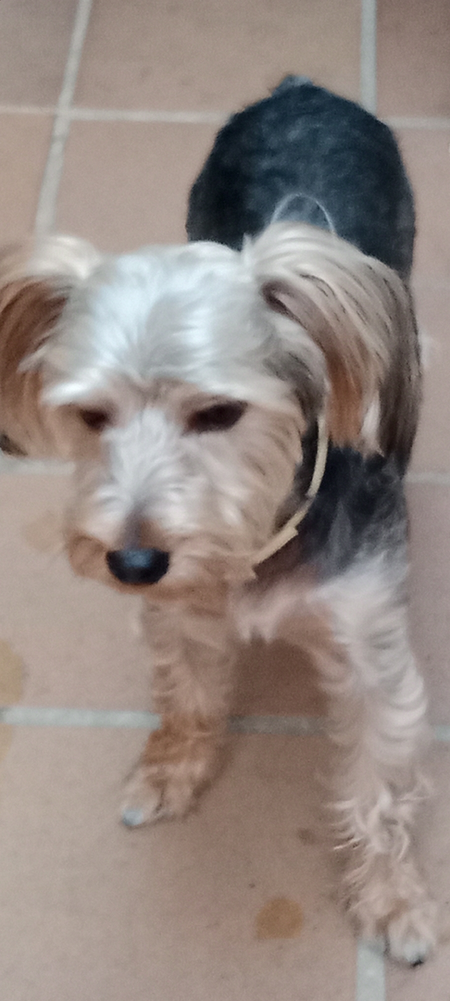 A Yorkshire Terrier stands on a tiled floor. The dog has tan and gray fur and is looking down. The floor is made of rectangular tan tiles. There is a yellow collar on the dog. The image is slightly out of focus.