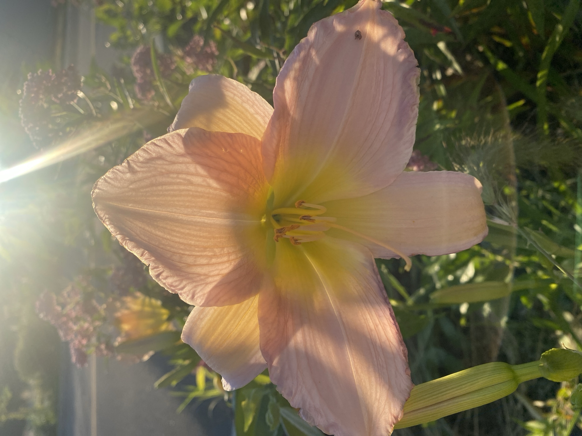 The image shows a close-up, macro shot of a light pink and yellow daylily in full bloom. The flower is backlit by a strong sun flare, creating a bright, hazy effect with visible light rays. The petals of the daylily are delicate and textured, with visible veins. In the center of the flower, the stamens are a vibrant yellow.
In the background, out of focus, are other plants with smaller pink flower clusters and green foliage. There are also visible flower buds on stalks, including a prominent green bud in the lower left corner. A small insect, possibly a ladybug, is visible on one of the petals in the lower right quadrant. The scene suggests a garden setting, possibly a residential backyard or a public park, illuminated by the golden hour sunlight. The environment appears to be outdoors in a natural setting, with the impression of a suburban or rural location.
No specific location within Vaudreuil-Dorion, Canada, can be identified from the visual information presented in the image. The image focuses solely on the floral subject and its immediate surroundings.