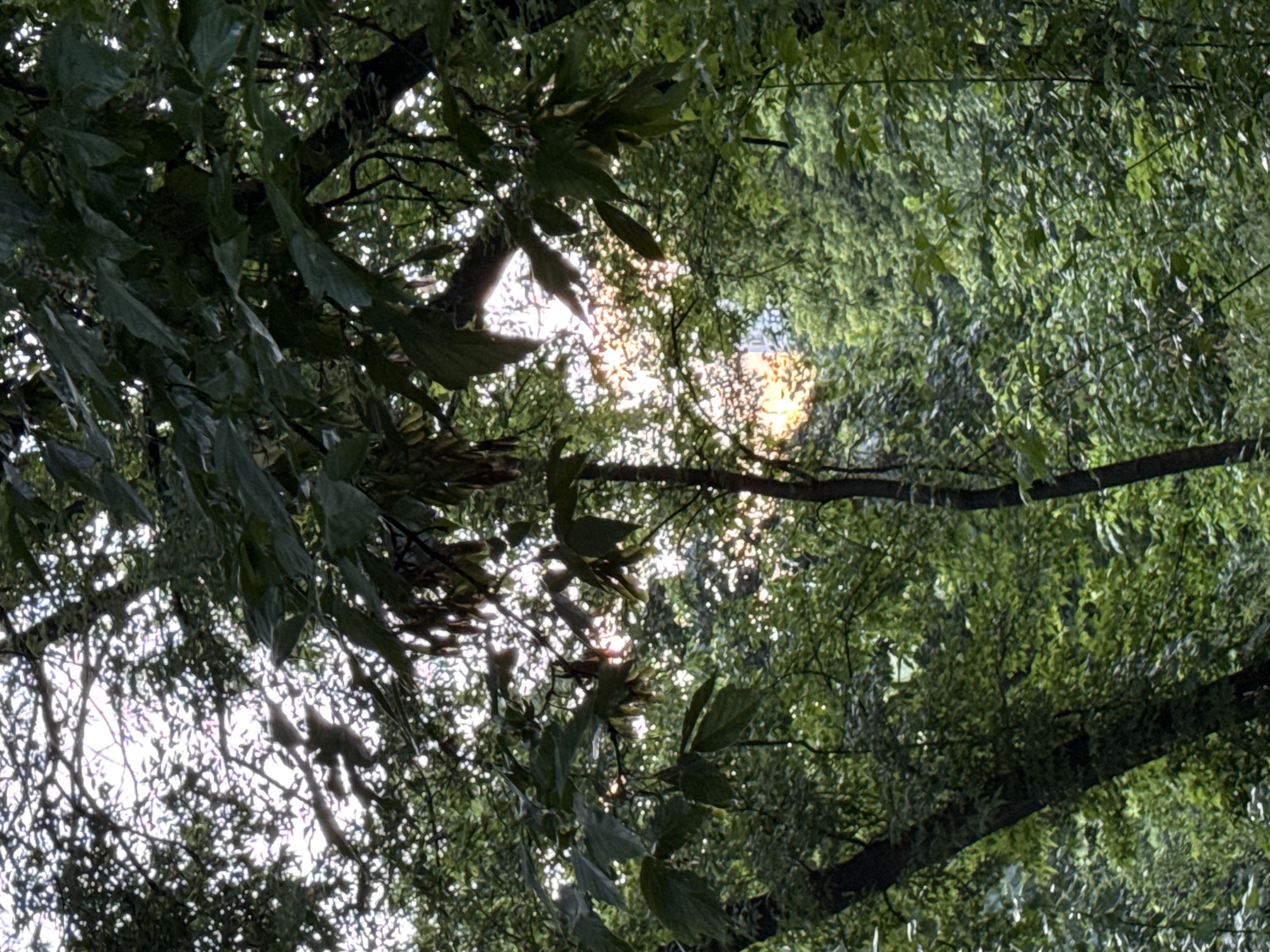 This image depicts a dense canopy of green trees with sunlight filtering through the leaves, creating a dappled effect. The scene appears to be a forest or a heavily wooded area within a park. The lighting suggests it could be late afternoon or early morning. There are no people or specific objects visible that would definitively place it in Moscow, Russia. The focus is on the natural environment and the play of light and shadow within the foliage.