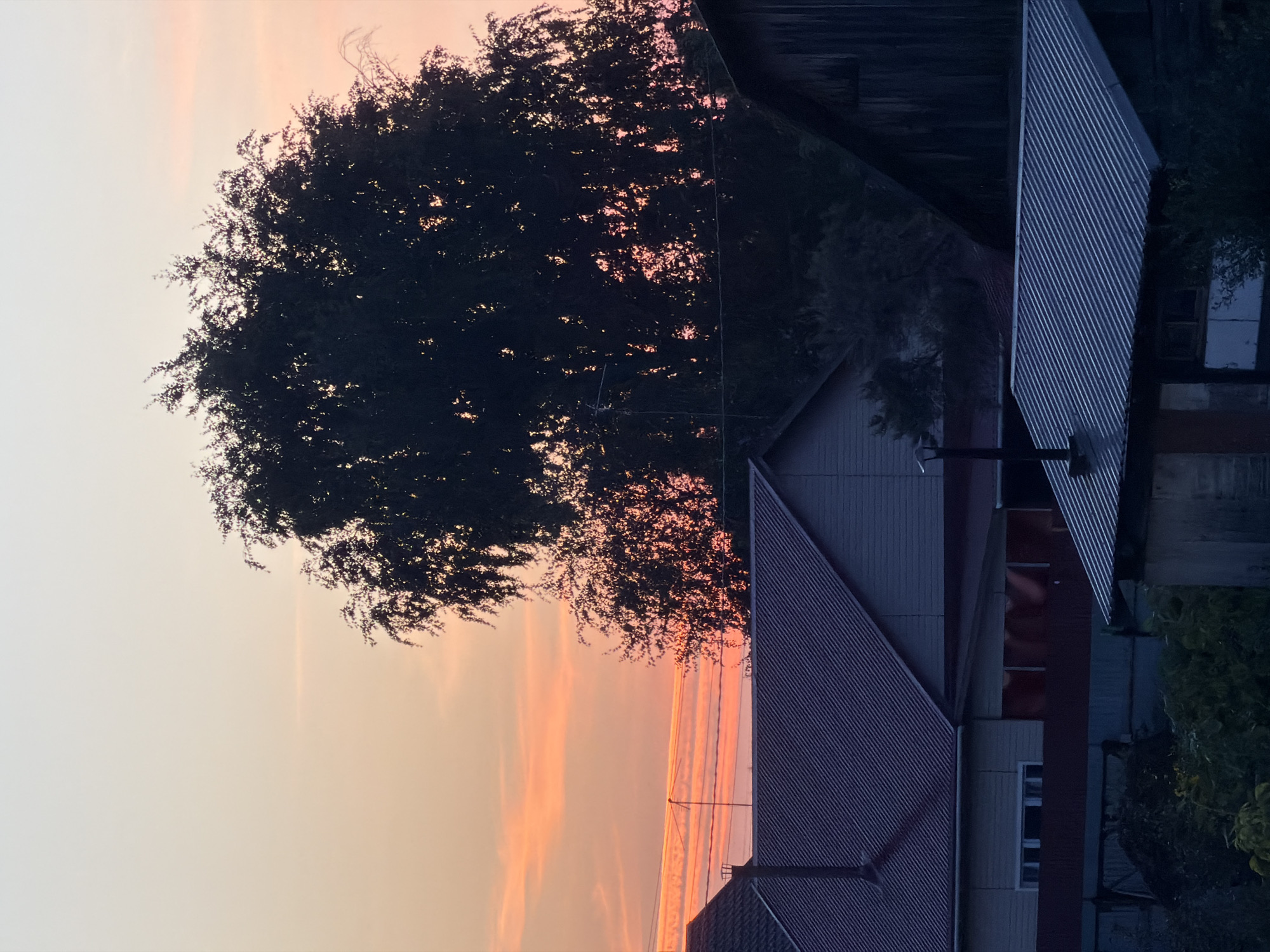 This is a vertical, medium-shot, eye-level photograph taken during sunset in the city of Novosibirsk, Russia. The sky transitions from a pale blue at the top to hues of peach and pink as it descends, with thin, horizontal clouds visible. The silhouetted canopy of a large deciduous tree dominates the upper right quadrant of the image. Below the sky, several buildings with predominantly dark-colored, corrugated metal roofs are visible. A chimney pipe protrudes from the roof of a house on the left. In the mid-ground, a house with a lighter colored siding and a dark red roof is partially obscured by the tree's foliage and other structures. A fence runs across the mid-ground, with some darker elements that could be a shed or storage area behind it. The foreground is filled with the roof of another building, also with a dark, corrugated metal roof, and the tops of dark green foliage. The overall lighting suggests a twilight scene.