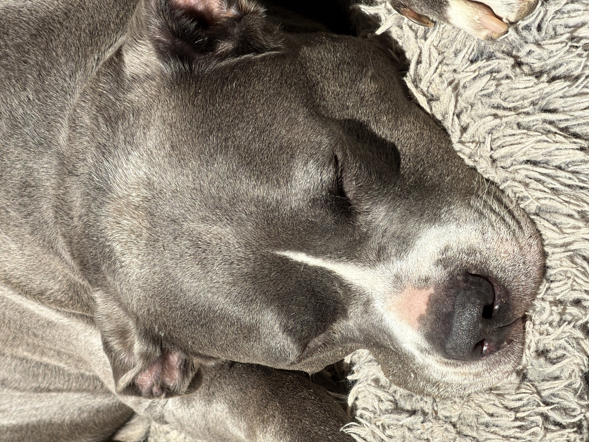 A close-up, high-angle shot captures a light grey/blue dog, resembling an American Staffordshire Terrier or Pit Bull type, sleeping soundly on a textured rug. The dog's head occupies the majority of the frame, positioned on its left side with its eyes closed, conveying deep relaxation. Its short, dense fur exhibits a spectrum of grey tones, accentuated by bright, natural sunlight that casts soft shadows. A prominent white blaze marks the center of its snout, leading to a dark, wet nose with a small pink patch on the left side of its muzzle. One ear is partially visible, blending into the surrounding fur.
The dog rests on a fluffy, light grey or beige shag rug or blanket, whose soft, tangled fibers are distinct. The bright illumination suggests it is daytime. In the upper right corner, a portion of a white paw with light-colored nails is visible, possibly belonging to the same dog or another animal sharing the resting space. The scene evokes a feeling of peacefulness and comfort. There is no visible text in the image.