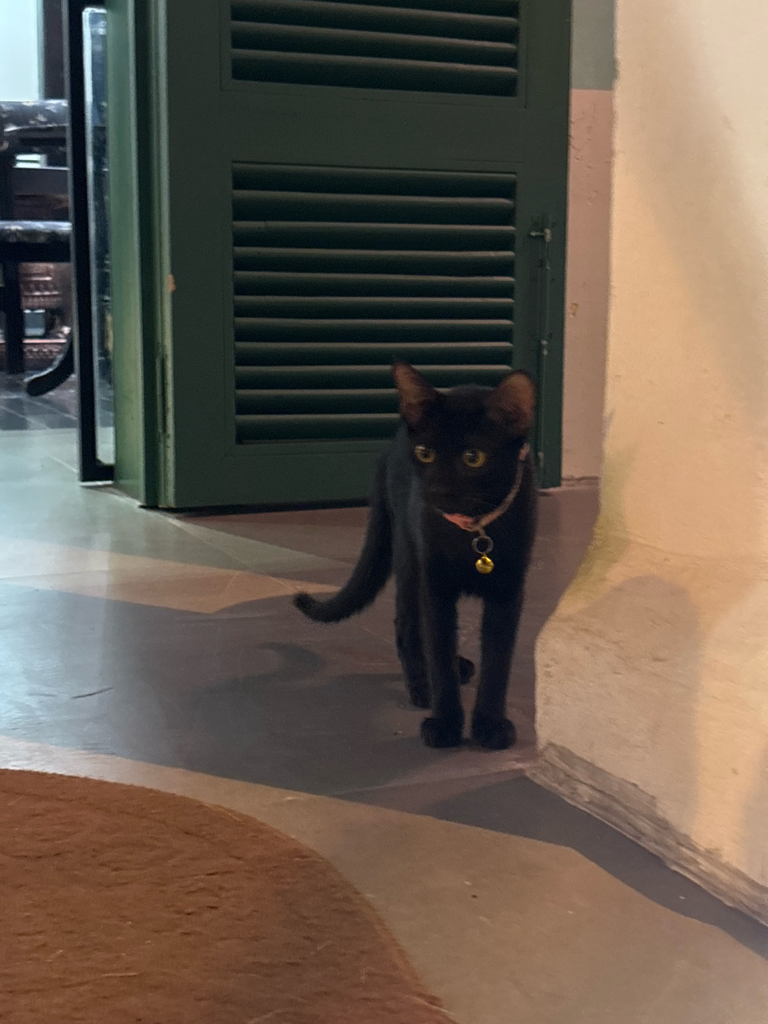 A black cat with yellow eyes and a pink collar with a golden bell is standing on a tiled floor. The cat is facing forward and looking at the camera. Behind the cat is a closed green louvered door. To the right of the cat is a white wall with some peeling paint. The scene appears to be an indoor hallway or entryway. The lighting is dim and casts shadows on the floor and wall. The overall atmosphere is calm and quiet.