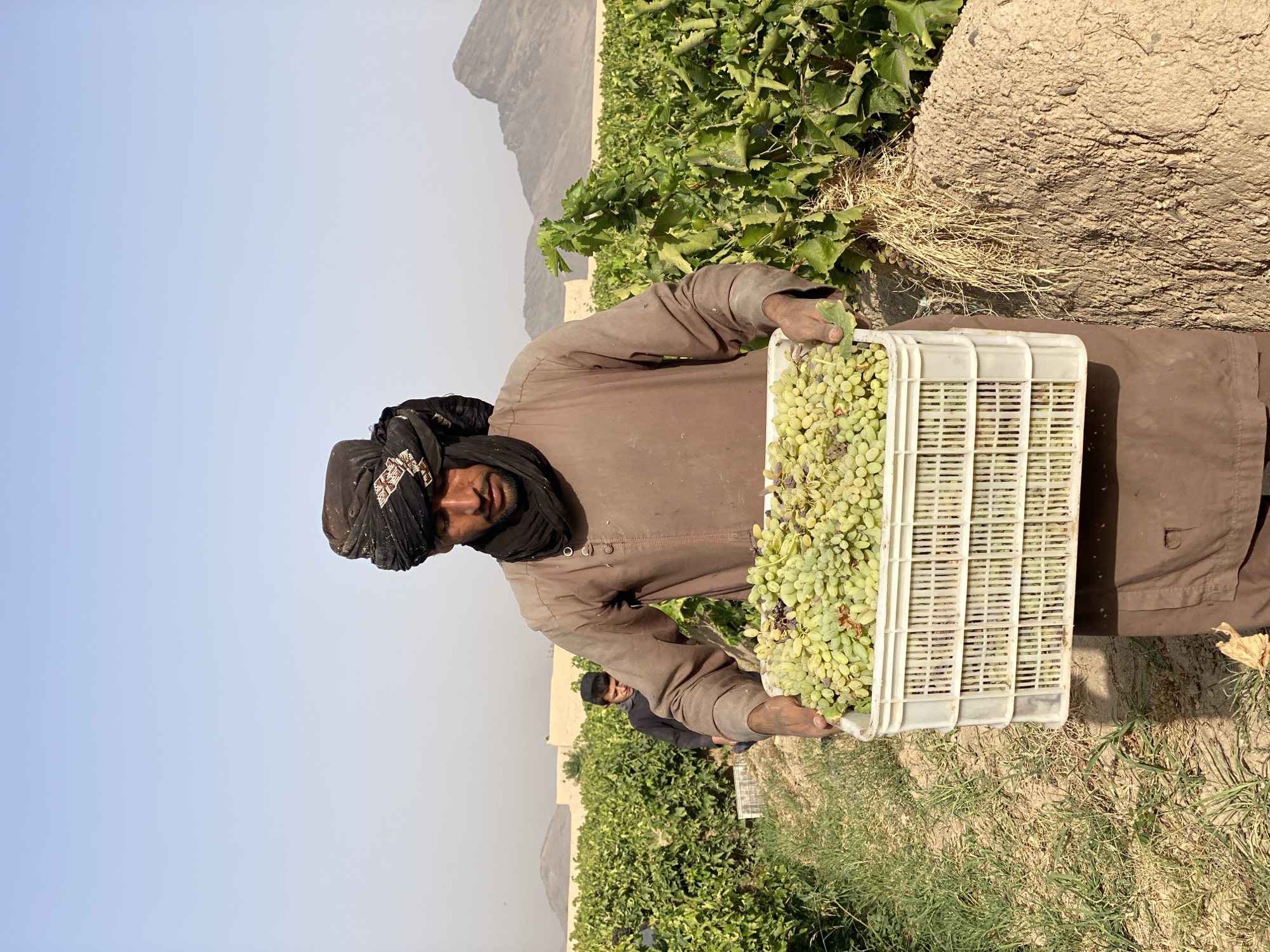 In the city of Senjaray, Afghanistan, a man in a brown tunic and a black turban is holding a white plastic crate overflowing with green grapes. He stands in a vineyard with rows of grapevines stretching into the background. Another person, partially obscured, is visible behind him, also in the vineyard. The landscape appears dry and dusty, with mountains visible in the distance under a clear sky. The man is looking down at the crate of grapes, appearing to be in the process of harvesting or transporting them. The image captures a moment of agricultural labor in a rural setting.