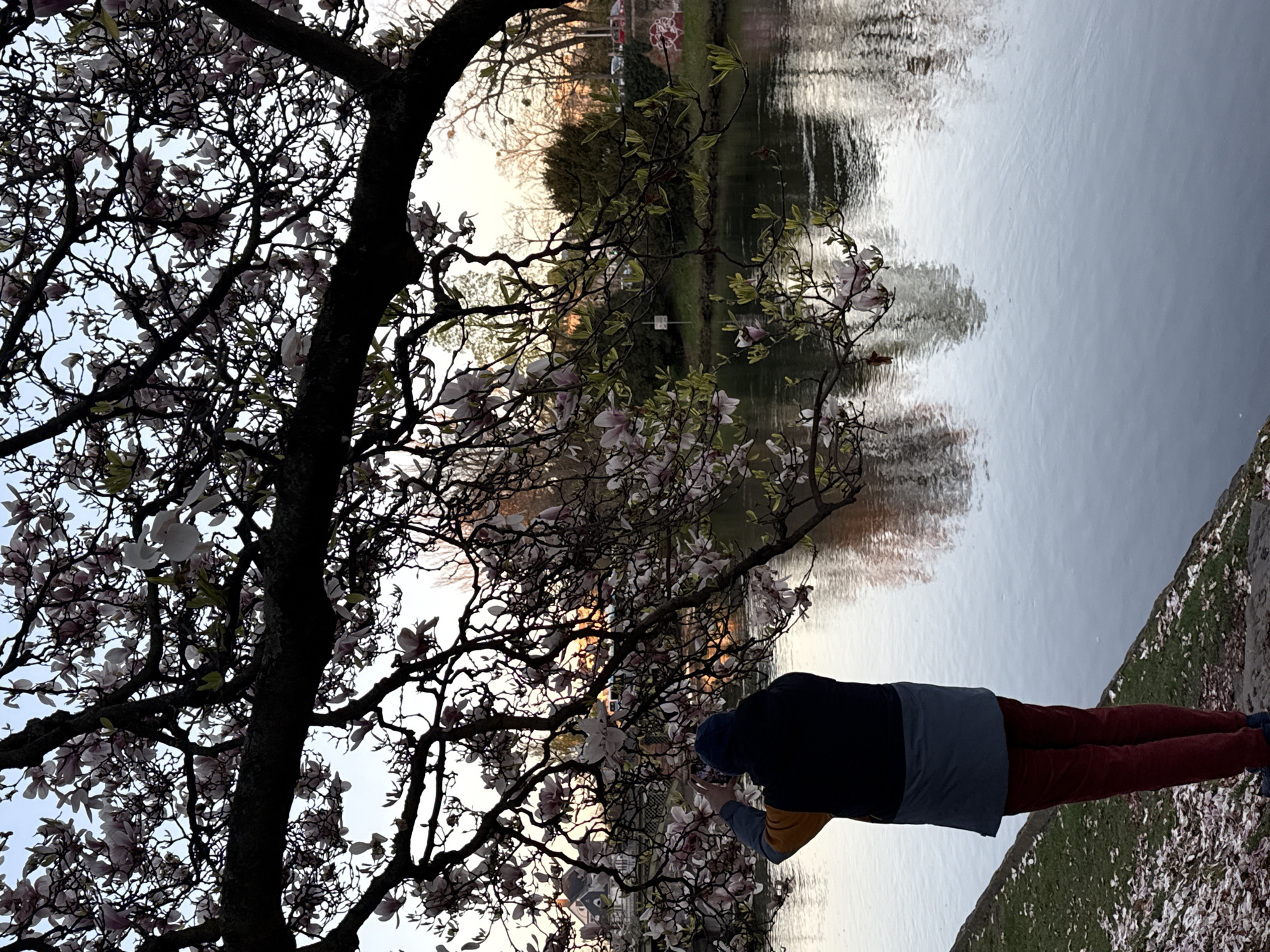 The scene depicts an individual standing on the bank of a river or canal in Strasbourg, France, at dusk or dawn. A large magnolia tree in full bloom dominates the upper and left portions of the foreground, its branches laden with numerous light pink and white blossoms and some nascent green leaves. Many fallen petals are scattered on the grassy bank to the left.
The individual, seen from behind, is wearing a dark blue beanie, a multi-colored jacket (dark blue/black across the shoulders and upper back, yellow on the right shoulder, and light blue/grey across the lower back), red-brown trousers, and dark shoes. They are positioned at the water's edge, holding a smartphone with both hands at chest height, appearing to photograph or film the blooming tree or the view across the water.
The calm body of water occupies the midground, reflecting the subdued light of the sky and the distant landscape. Across the water, the opposite bank is lined with trees, some bare-branched, others evergreen. Faintly visible through the foliage on the left are distant buildings, including one with a white facade and dark roof. Further to the right, a section of a bridge or wall exhibits red graffiti, and several parked vehicles are discernible behind the trees. The sky transitions from a pale blue overhead to warmer orange and pink hues near the horizon, indicative of a sunset or sunrise.