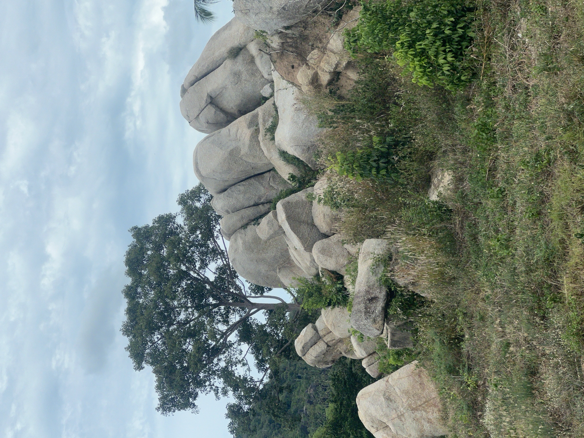 This image depicts a natural landscape dominated by large, weathered granite boulders. The boulders are pale gray and rounded, stacked and piled in a formation that suggests a natural rocky outcrop. Vegetation, including dense green bushes and tall, dry grasses, grows around and between the rocks. In the background, a mature tree with a full canopy of dark green leaves stands against a cloudy sky. The sky itself is overcast, with muted blues and grays indicating a cloudy day. The foreground is covered in short, dry grass with scattered patches of green vegetation. The scene appears to be an outdoor natural environment, possibly a hillside or a park area, in Ko Samui District, Thailand, characterized by its tropical flora and distinctive rock formations. There are no people or animals visible in the image.