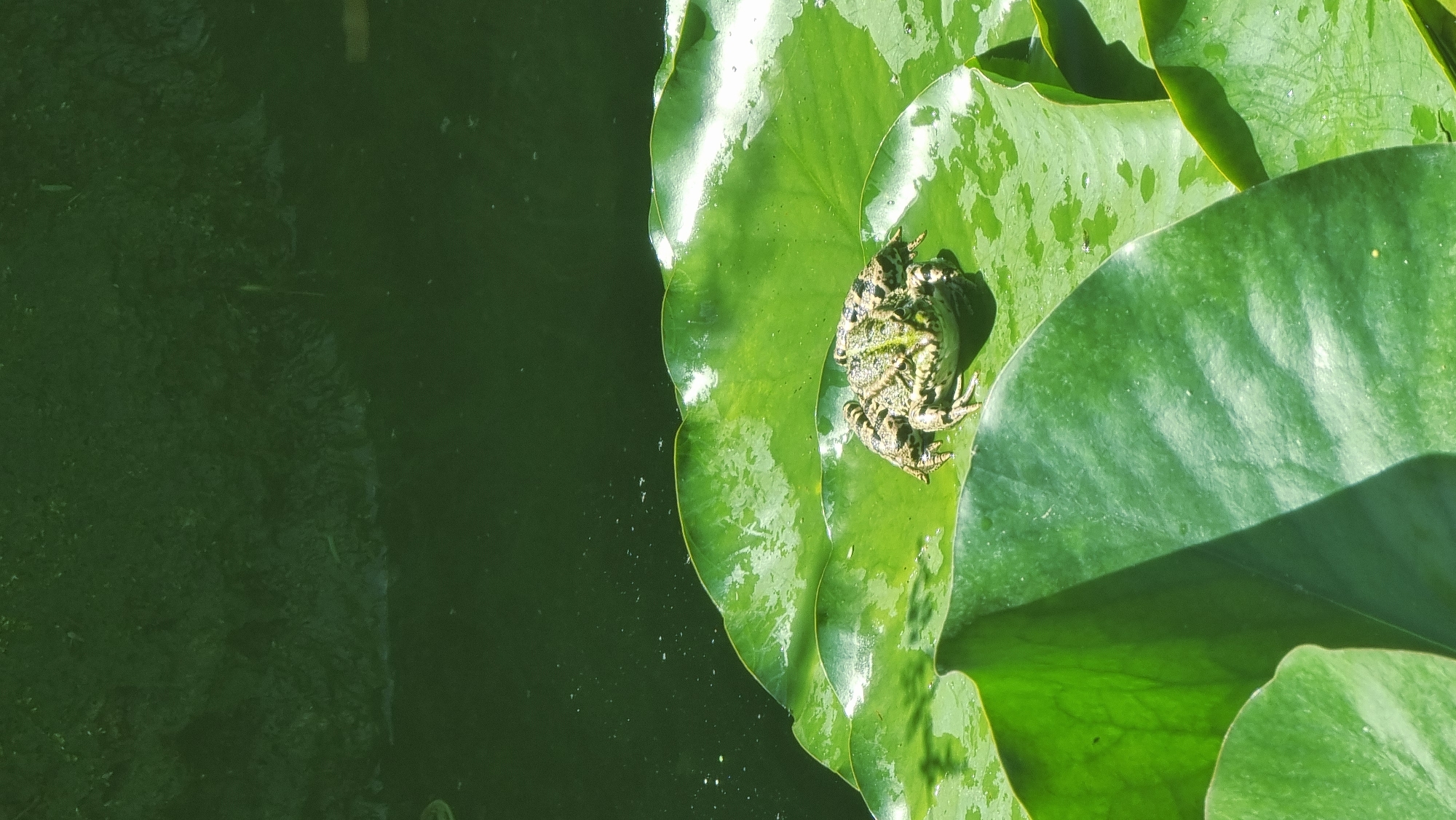 A frog is perched on a large, vibrant green lily pad in a dark body of water, likely a pond or calm river. The lily pad is slick and reflects sunlight, with water droplets visible on its surface. Behind the lily pad, the water is a deep, murky green, with a dark, vegetated bank in the distance. The scene appears to be in a natural setting, possibly a park or wetland area. This image is identified as being located in Sant Joan les Fonts, Spain.