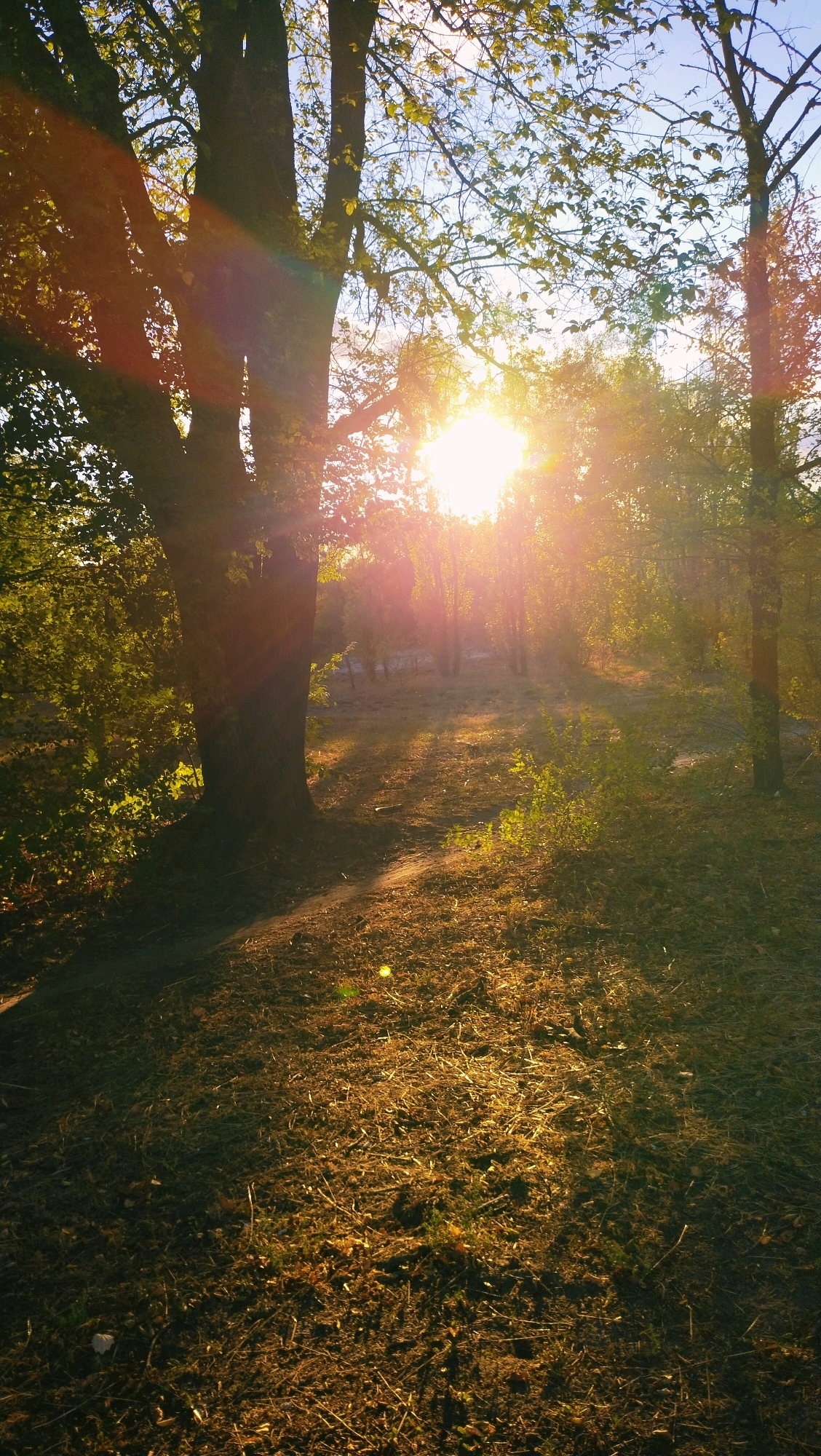 The image depicts a sunlit forest path in Horishni Plavni, Ukraine. The sun, positioned behind trees, casts long shadows across the leaf-covered ground. The path appears to be made of dirt and fallen leaves, with some scattered branches and vegetation along its sides. The overall scene conveys a tranquil and natural setting within the city. There are no people or specific objects of interest visible, focusing solely on the natural environment and the play of light and shadow.