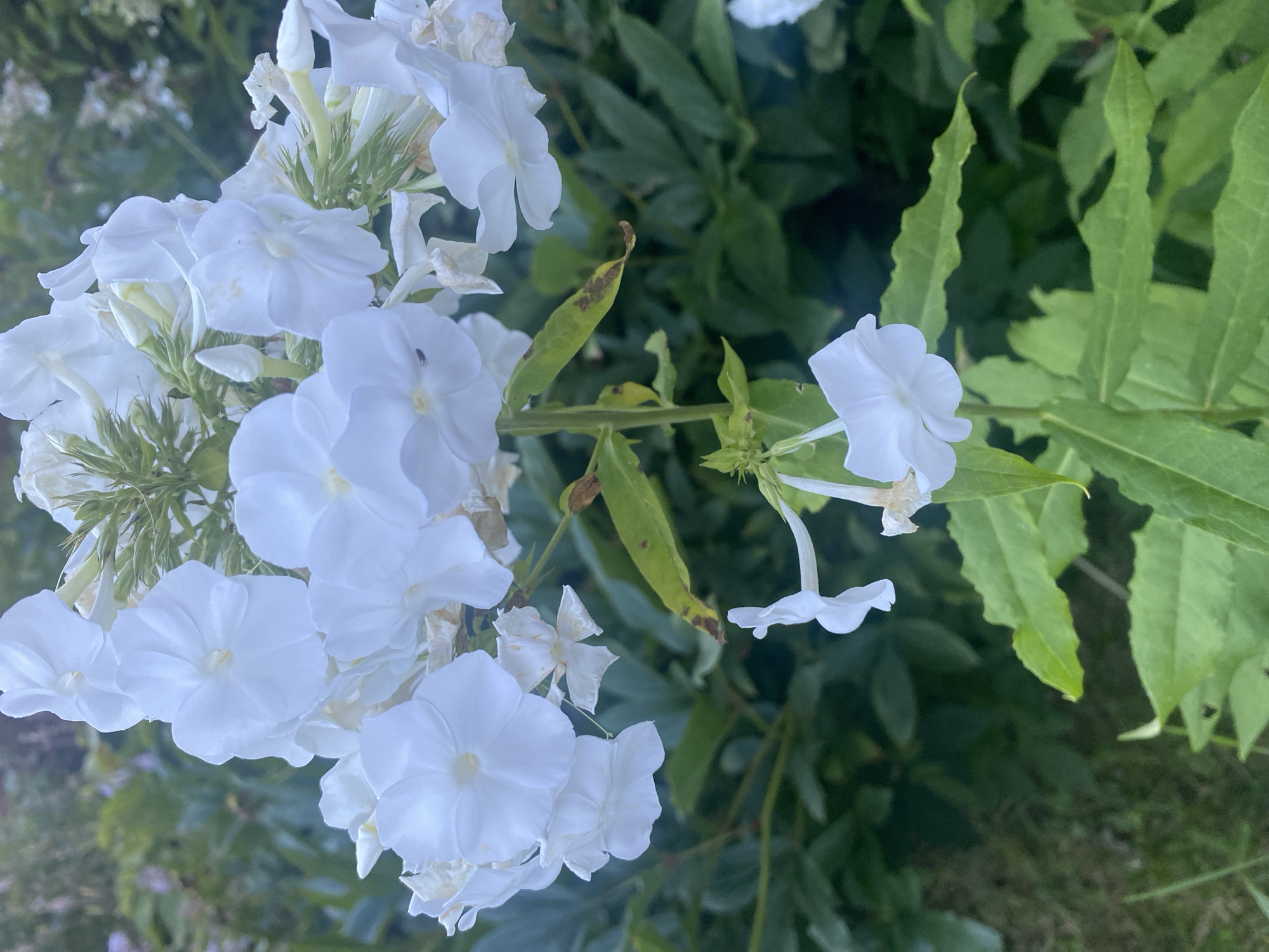 A close-up, vertical shot shows a cluster of white phlox flowers in the foreground, with lush green foliage forming the background. The flowers are in various stages of bloom, with some fully open and others still in bud. The petals are delicate and slightly translucent, with subtle shading that hints at their texture. The stems are a vibrant green, and some of the leaves show signs of browning at the edges. The overall impression is one of natural beauty and tranquility. The scene appears to be in a garden, possibly in the city of Mitino, Russia, given the context provided. There are no people or animals visible in the image.