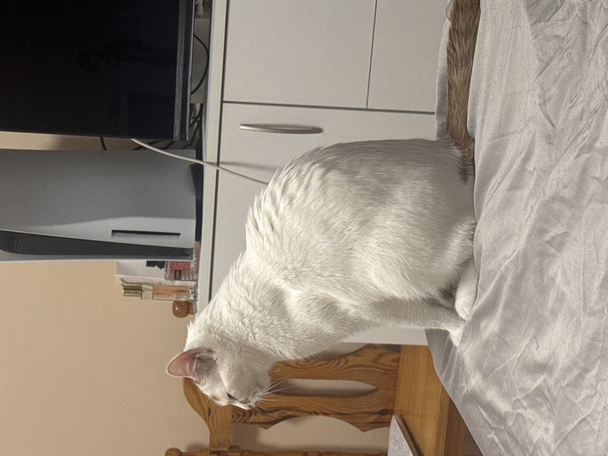 An indoor scene depicts a white cat sitting on a light gray, wrinkled fabric surface, likely a bed or sofa. The cat is positioned in the center-left of the frame, facing left with its head slightly lowered, appearing attentive. Its fur is predominantly white, with a distinct reddish-brown tail and faint reddish markings visible on its ears.
To the immediate left of the cat is a wooden object, possibly a chair back or a headboard, with a light brown finish and visible grain. A section of a wooden tabletop or shelf is also visible in the lower-left corner.
In the background, on a light-colored, possibly white, cabinet or dresser, a white PlayStation 5 console stands vertically on the left. To its right, a black television screen is partially visible. Several items, including bottles (likely perfume), are arranged on the surface behind the console. White electrical cables are visible trailing down from the electronics. The cabinet features two doors with slender, vertical metallic handles. The wall behind the furniture is a plain, light beige color.
No people are present in the image. The precise location within the city of Sofia, Bulgaria, cannot be determined from the visual information provided.