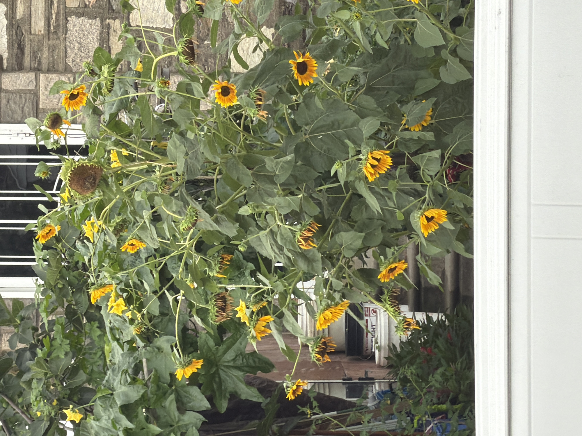 A vibrant display of sunflowers, some in full bloom with bright yellow petals and dark centers, while others have begun to droop and fade, are captured in an outdoor setting. The plants are lush and green, with large leaves forming a dense backdrop. In the background, a stone building with a white-framed window and a white railing is visible, suggesting an urban or suburban environment. Several white buckets are stacked near the base of the sunflowers, and a stone staircase leads up to the building. The overall impression is one of natural beauty intertwined with a man-made structure.