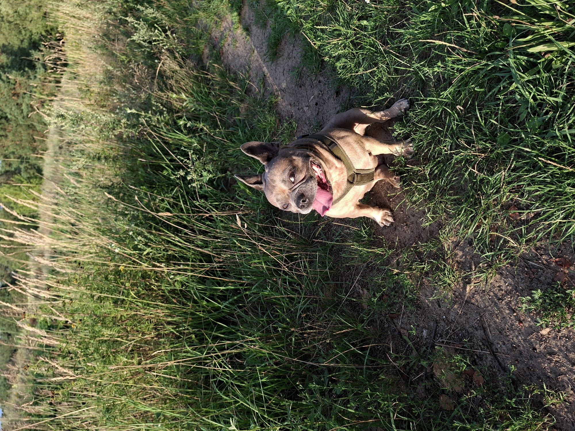 An adult, fawn-colored French Bulldog with its tongue hanging out sits in a patch of dirt and grass. The dog is wearing a tan harness. It is facing to the left of the frame, looking away from the camera. The dog is in an outdoor environment with tall grass and some trees in the background. The lighting suggests it is either sunrise or sunset. The location is a natural area, possibly a park or a field, in Schönefeld, Germany.