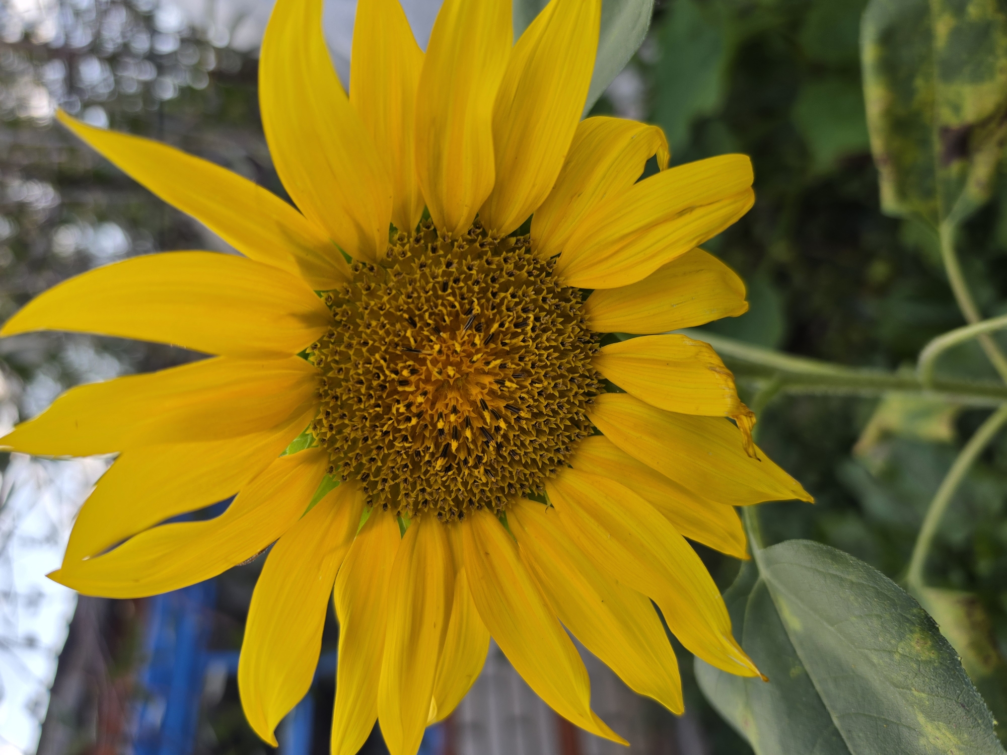 A close-up, vertical, outdoor, eye-level shot captures a vibrant yellow sunflower in the city of Jitiqara, Kazakhstan. The sunflower's petals are bright yellow and radiate outwards from the dark brown, textured center, which is filled with small seeds. The petals are slightly curled and some show subtle imperfections. Below the bloom, broad green leaves are visible, with some evidence of yellowing or spotting. The background is softly blurred, showing hints of greenery, a brick wall, and a bright blue structure, suggesting an urban or garden setting. The lighting appears natural, likely from daylight, highlighting the sunflower's color and texture.