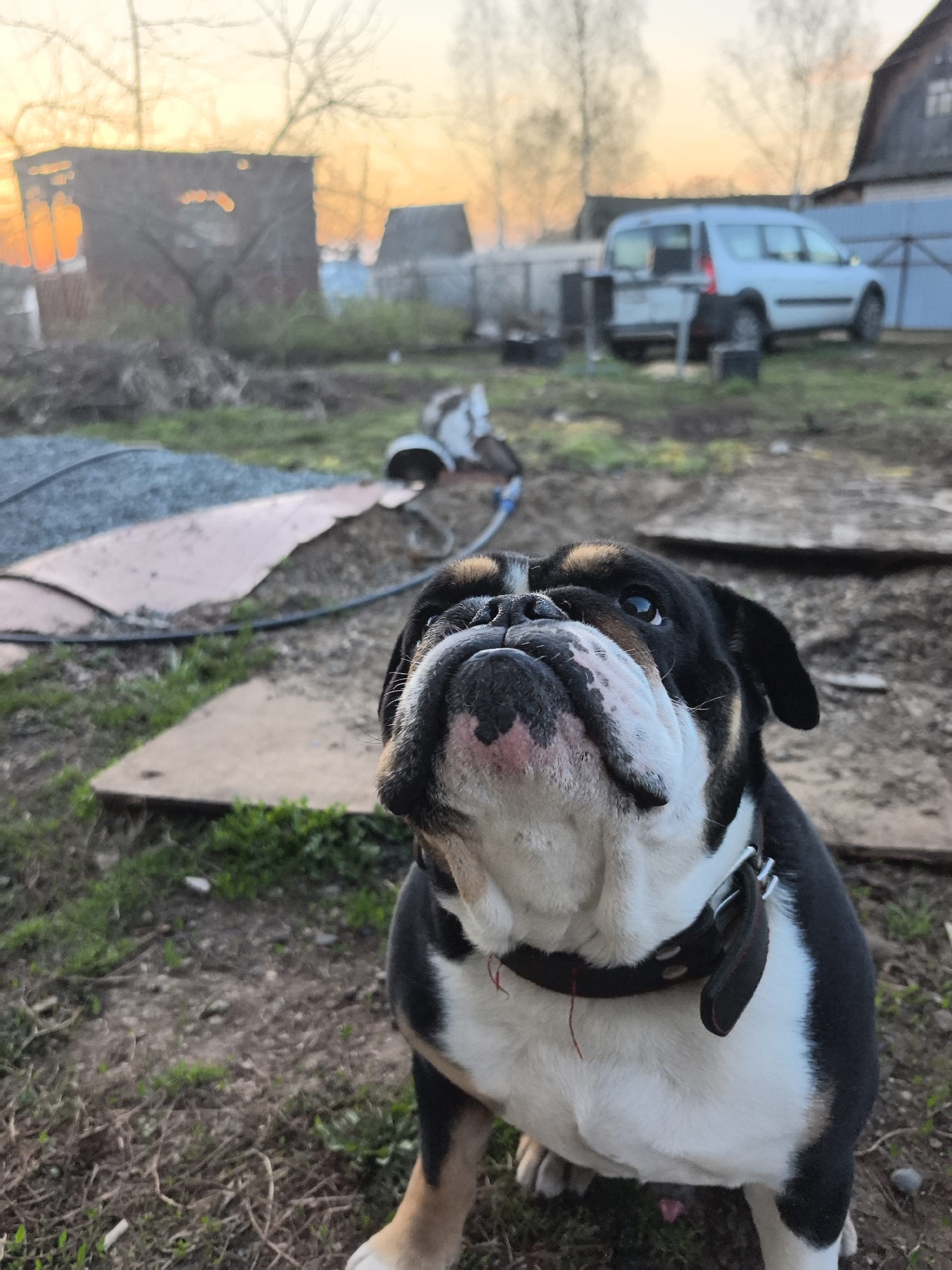A bulldog with a black, white, and brown coat sits in a yard in Noviy, Russia. The dog has a black collar and is looking upwards. Behind the dog, the yard is uneven with dirt, grass, and patches of plywood. A white van is parked behind a fence in the background, and a shed is visible to the left, with the setting sun visible behind it.