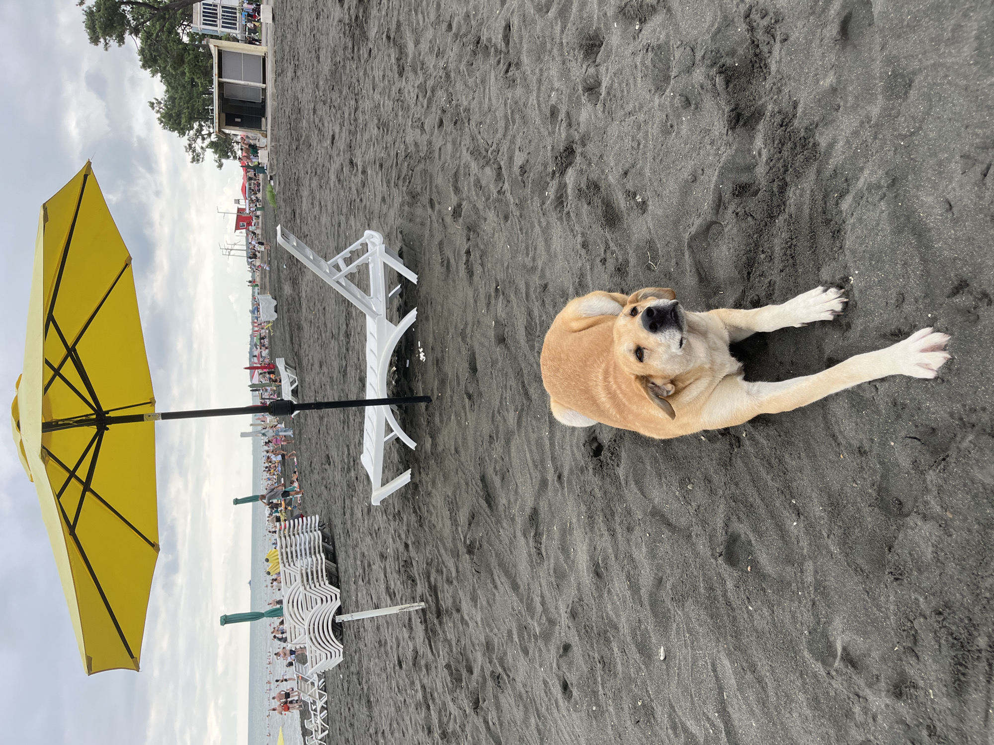 A light brown dog with its head slightly raised is lying on dark volcanic sand on a crowded beach in Ureki, Georgia. The dog is positioned in the foreground, facing slightly to the left. In the midground, a yellow umbrella is open, supported by a black pole, and several white lounge chairs are scattered on the sand, some stacked and some open. Beyond the chairs, a section of the sea is visible with a cloudy sky overhead. The beach is populated with numerous people walking, sitting, and swimming in the water. In the background, there are some buildings and trees.