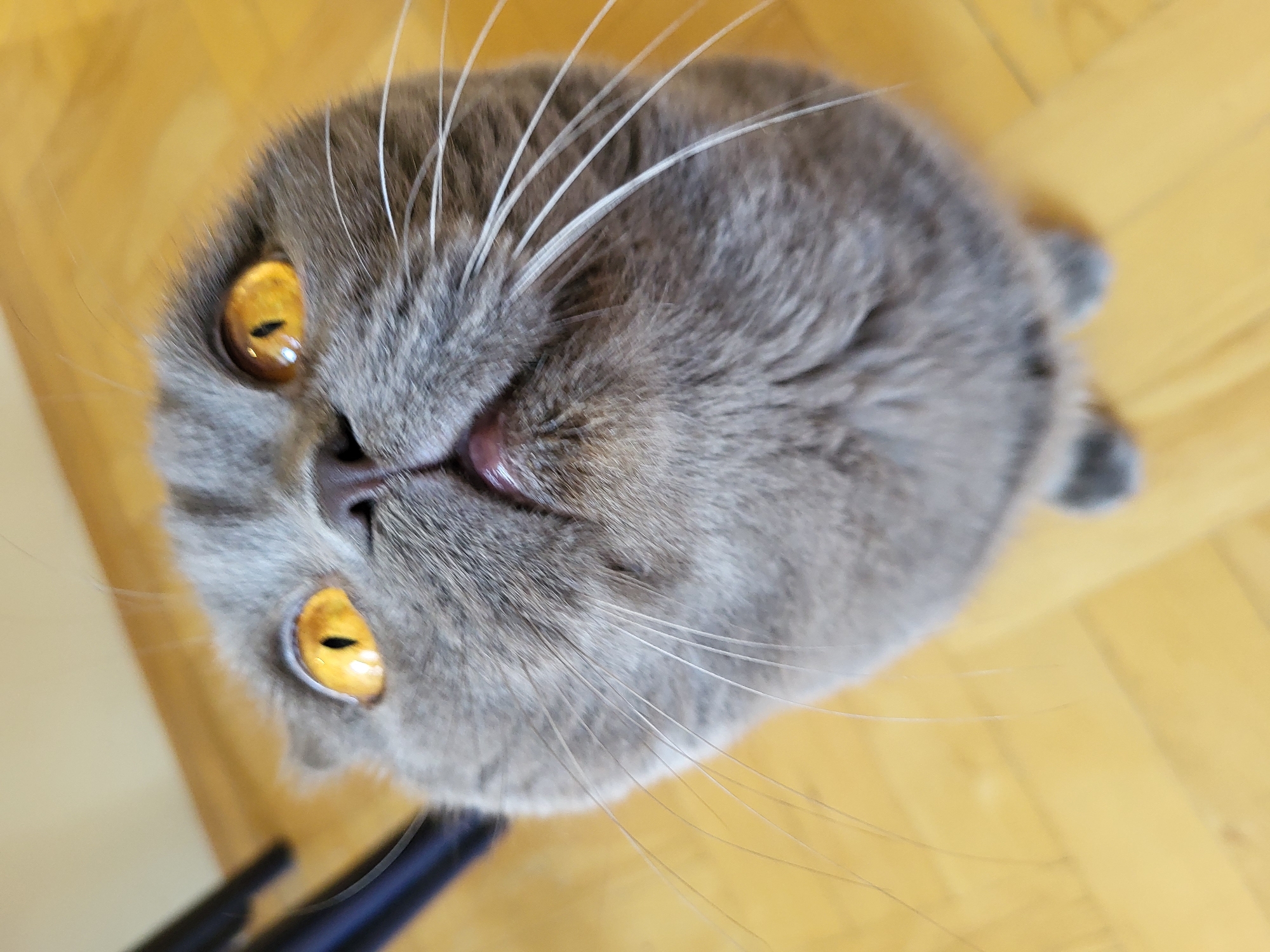 A close-up, low-angle, indoor shot focuses on the face of a grey Scottish Fold cat with striking yellow-orange eyes looking upwards. The cat has large, round eyes, prominent white whiskers, and a pinkish-purple nose. Its ears are folded forward, characteristic of the breed. The background consists of a light-colored wooden floor and a dark object, possibly a chair leg, on the left side of the frame. The lighting appears to be natural, coming from above. The image is sharpest on the cat's face, with the background slightly blurred.