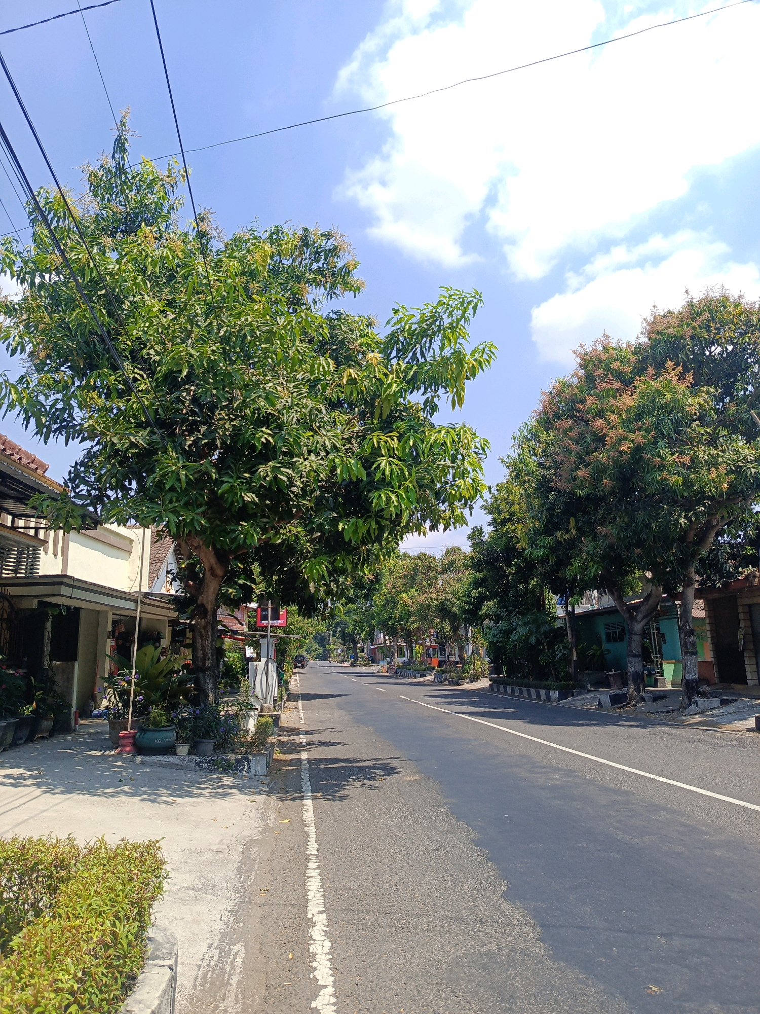 The image depicts a street scene in Magetan, Indonesia, characterized by a paved road bordered by sidewalks and a line of trees. The road is asphalt, with a white dashed line marking the lane. On the left side of the road, a sidewalk runs alongside several buildings with visible architectural details, including tiled roofs and walls. Planters with various plants are situated on this sidewalk, and a large tree with dense green foliage stands prominently. On the right side of the road, another sidewalk is present, also lined with trees, some of which appear to be bearing fruit or blossoms. Various buildings, painted in different colors, can be seen behind these trees. Power lines crisscross the sky, which is a clear blue with scattered white clouds. The lighting suggests it is daytime, likely late morning or early afternoon, with sunlight casting shadows. A few vehicles are visible in the distance on the road, indicating moderate traffic. The overall impression is a residential or commercial street in a tropical or subtropical climate.