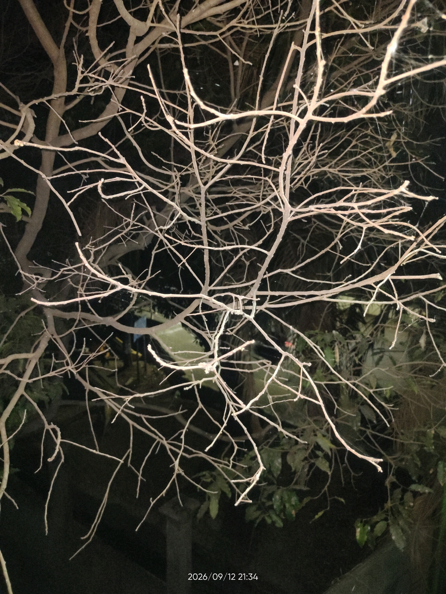 The image is a close-up, low-light photograph of tree branches against a dark background. The branches are bare, indicating they are likely deciduous or it is winter. Some green leaves are visible on other plants in the background, suggesting that some vegetation remains. The lighting appears to be artificial, possibly from streetlights or a porch light, casting a warm glow on the branches. A timestamp "2026/09/12 21:34" is superimposed on the lower right corner of the image, indicating the date and time the photograph was taken. The location is stated as Telagaasih, Indonesia. There are no people or specific actions depicted in the image; it focuses solely on the texture and form of the branches in the nighttime environment.