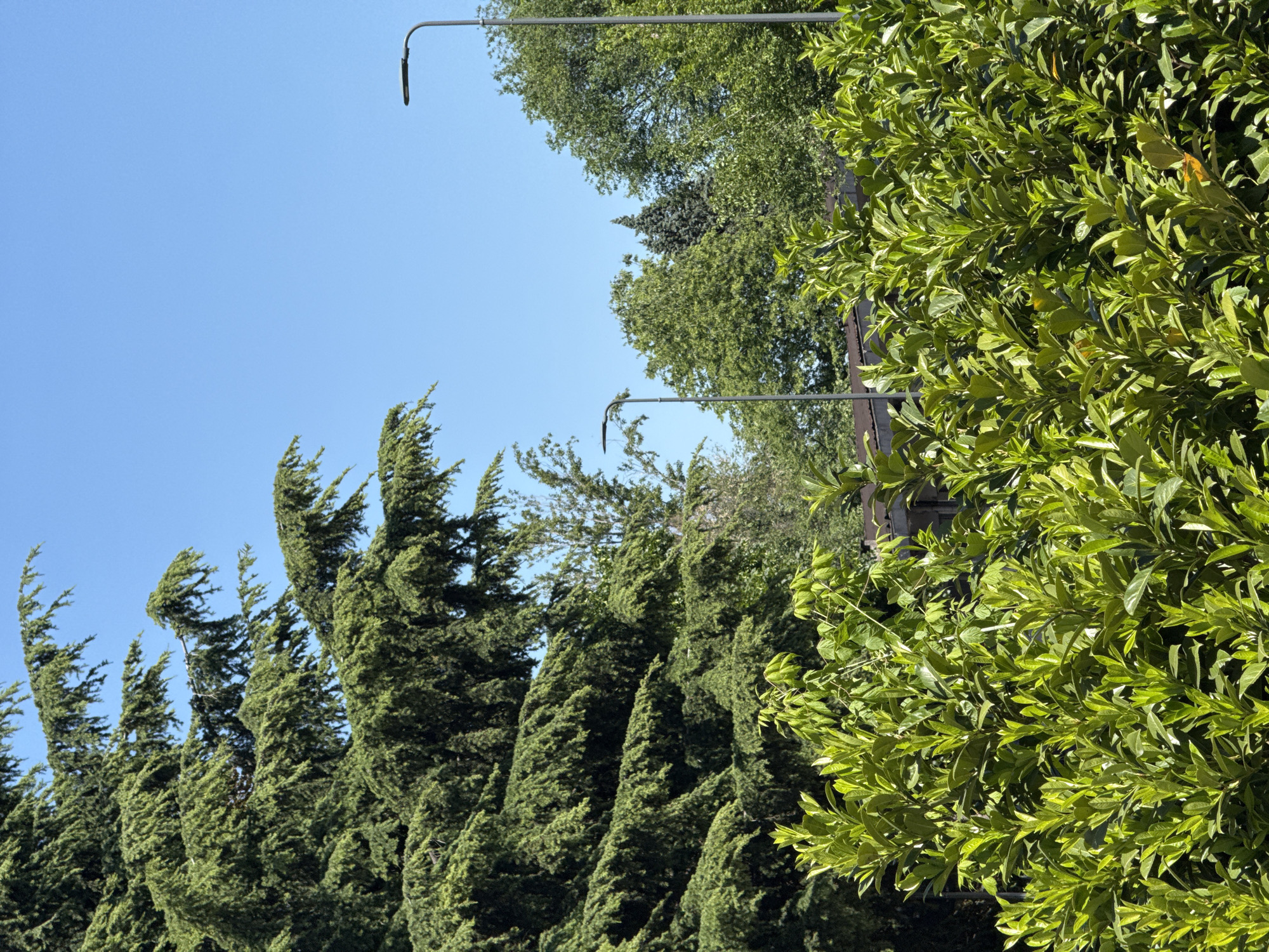 The image depicts a scene in Milan, Italy, showing a clear blue sky above a row of tall, slender trees, likely Italian cypress. The trees are swaying, indicating a gentle breeze. A street lamp with a curved arm is visible above the trees on the left. Adjacent to the cypress trees is a dense hedge with lush green leaves. The scene is likely a residential area within the city.