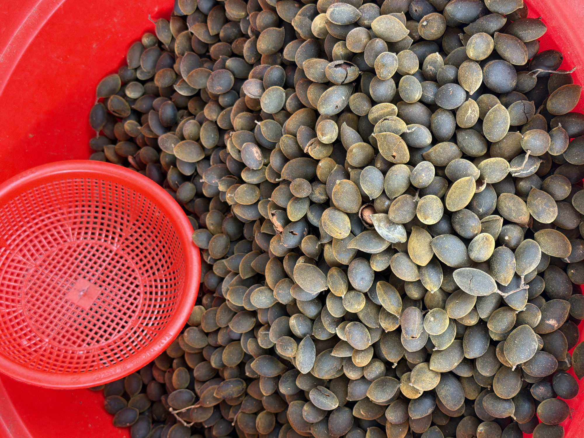 The image shows a close-up, overhead view of a large pile of ripe Dialium indum fruits, also known as velvet tamarinds, in a bright red plastic tub. The fruits are oval-shaped, with dark brown to purplish skin, and some have a yellowish hue. They are clustered together, filling most of the tub. A portion of a red plastic colander with a grid pattern is visible in the lower right quadrant of the image. The background is a solid red color, likely the interior of the tub. The scene appears to be a market stall or a food preparation area in Nha Trang Ward, Vietnam, given the context provided. No people are visible in the image.