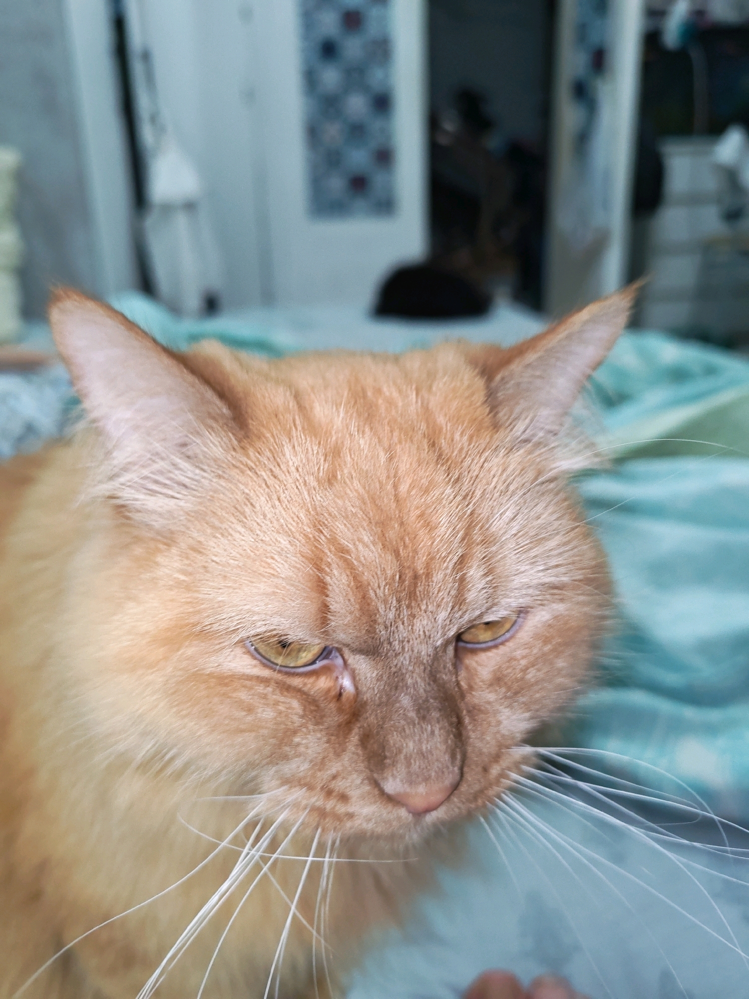 A close-up shot captures the face of a ginger cat, lying on a turquoise blanket. The cat's eyes are partially closed, and its whiskers are fanned out. The background is blurred, but appears to be an indoor setting with furniture and possibly a window. The image does not contain any information or visual cues that would indicate its location in the city of Chaikovsky, Russia.