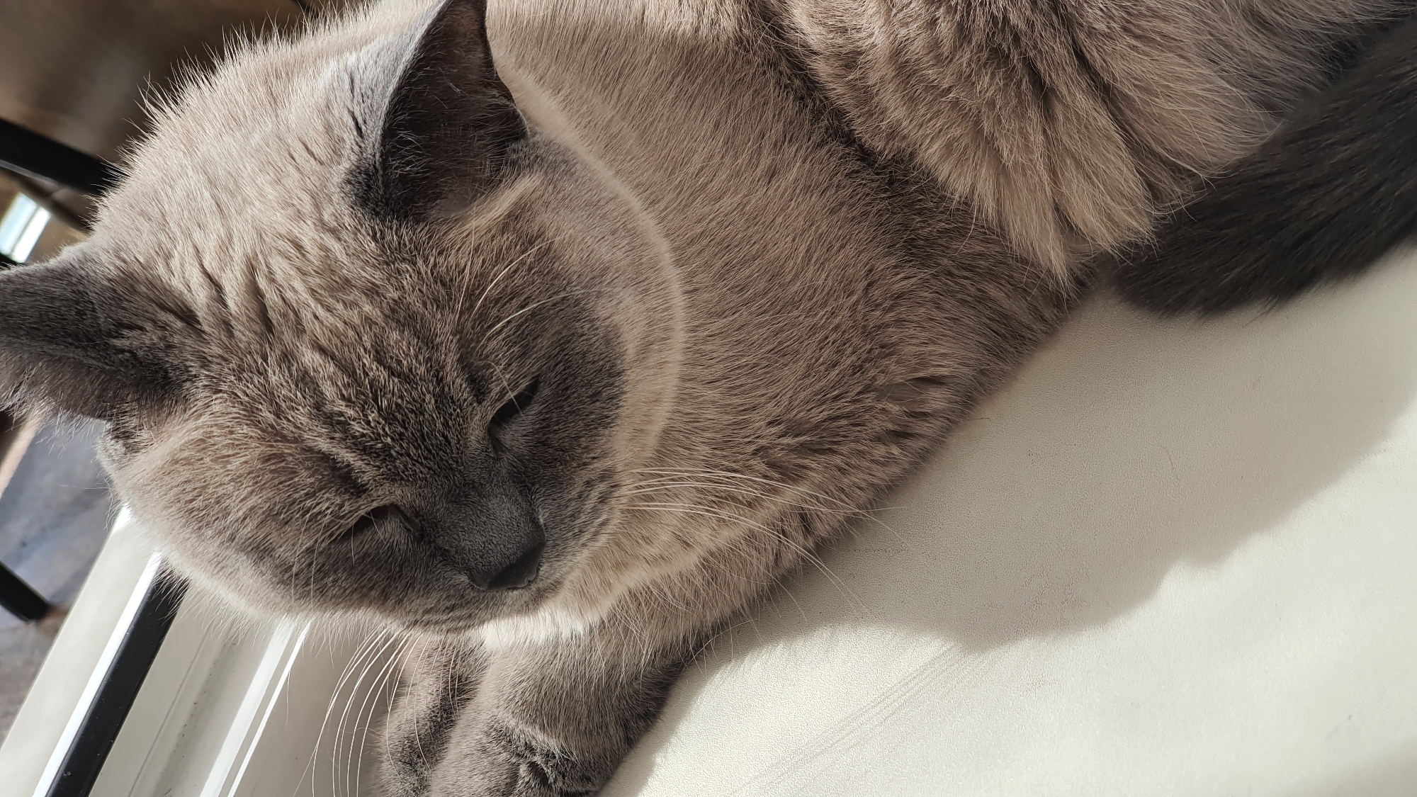 A close-up shot captures a grey Siamese cat resting with its eyes closed, bathed in sunlight. The cat is positioned on a white surface, possibly a windowsill, with a shadow cast across it. In the background, blurred elements suggest an indoor setting with sunlight streaming through a window, hinting at a location in Krasnoyarsk, Russia, during daylight hours. The image focuses on the cat's peaceful slumber, with its fur detailed and whiskers prominent.