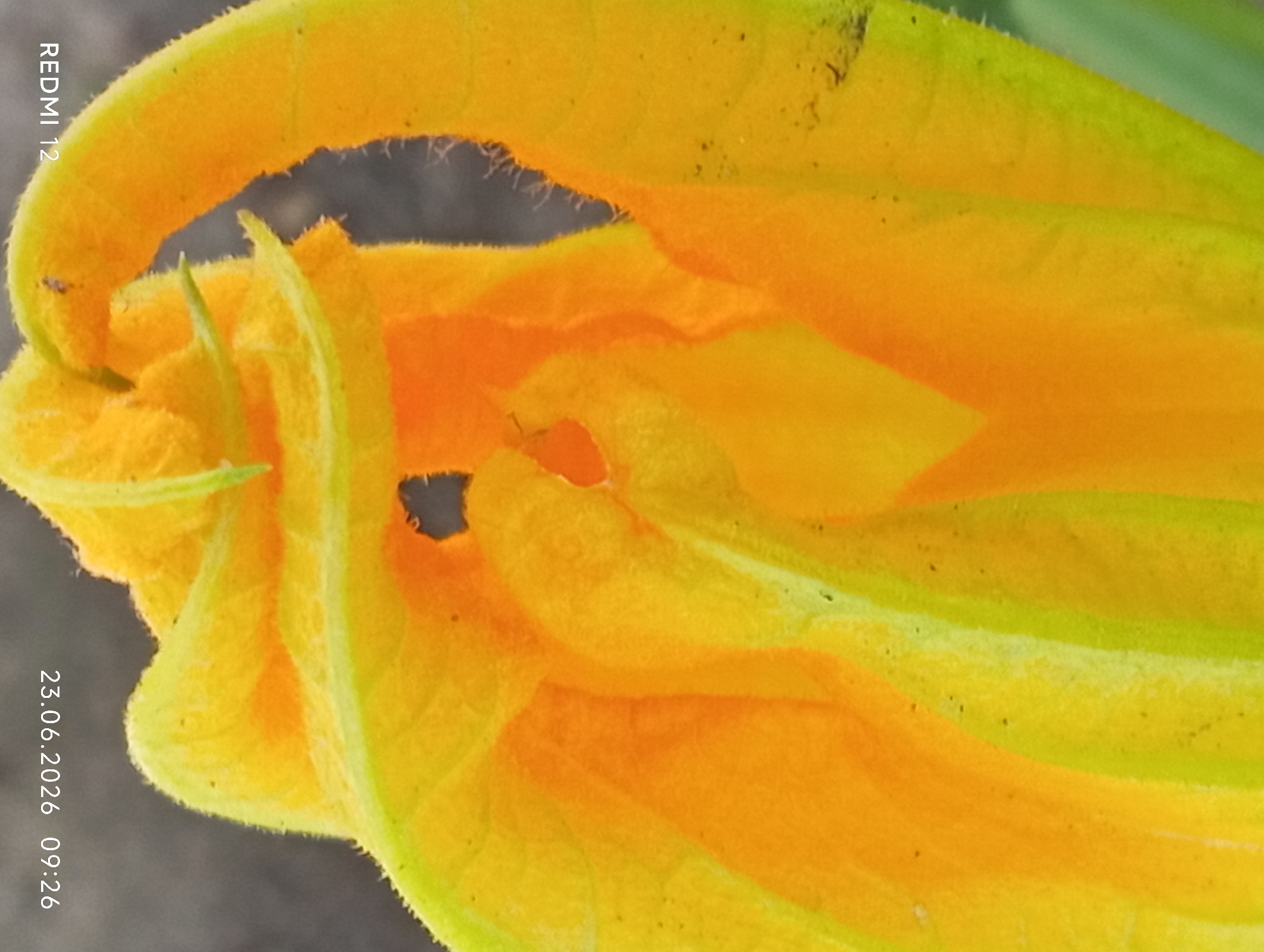 This is a close-up, macro photograph of a bright yellow and orange flower, likely a squash blossom, against a blurred dark background. The petals are ruffled and textured, with some fuzzy filaments visible along the edges. There are small dark specks scattered across the petals. In the bottom left corner, the text "REDMI 12" is visible, and in the bottom right corner, the date and time "23.06.2026 09:26" are present. The image captures the intricate details of the flower's structure and vibrant colors. There are no people or any other elements that would suggest a specific location in the city of Smila, Ukraine.