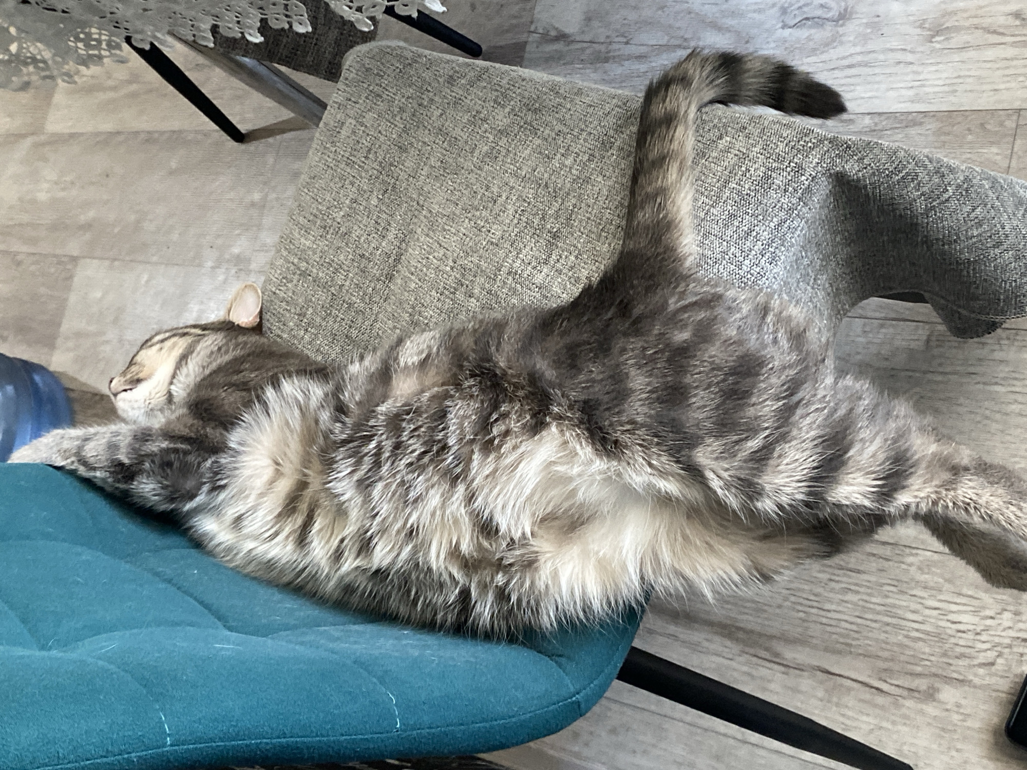 A cat is sleeping on a chair. The cat is gray and white with stripes. The cat is lying on its side with its tail up in the air. The chair is blue and gray. The floor is wood. The location is Markovskii, Russia.