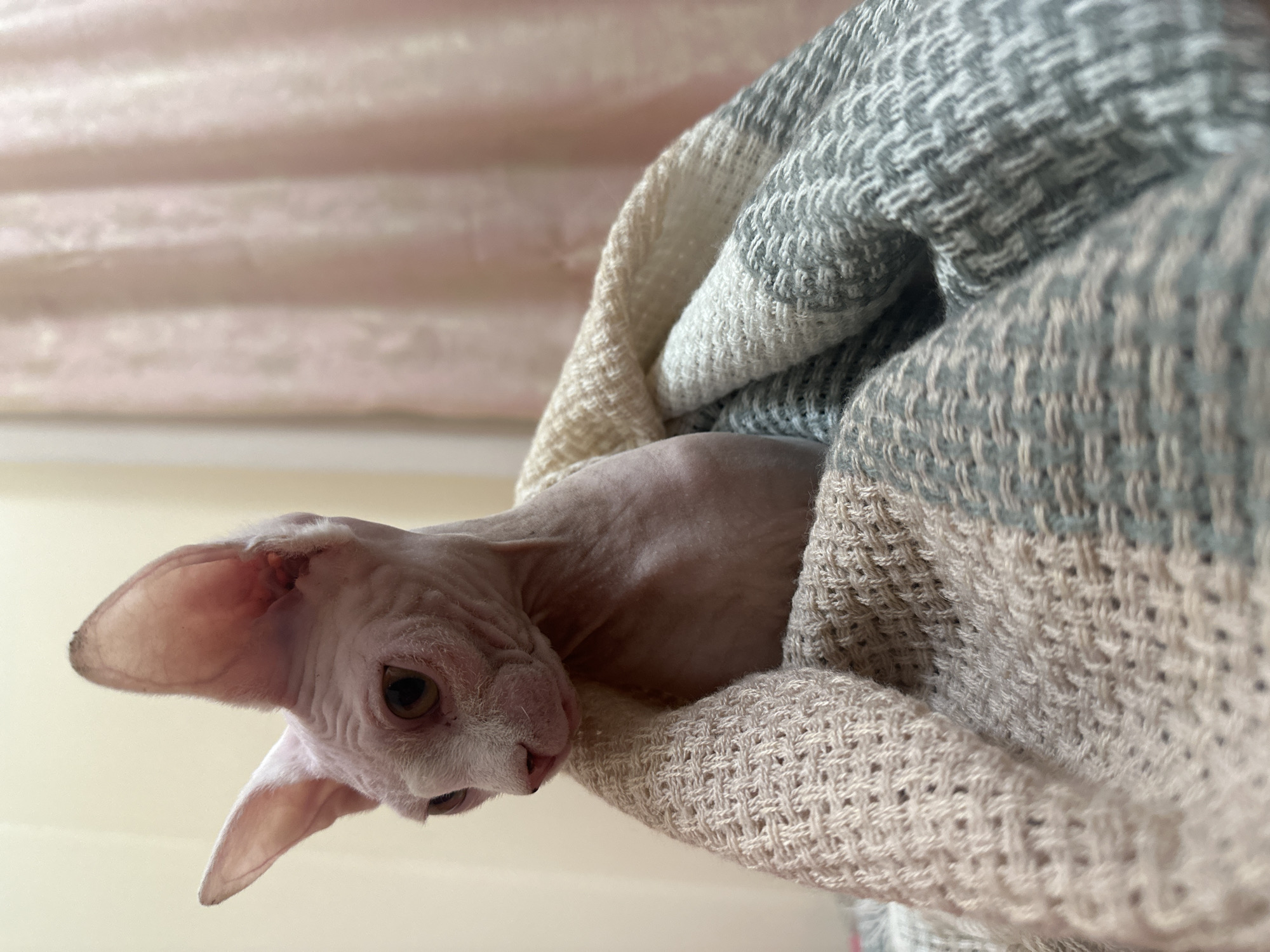 A Sphynx cat, characterized by its hairless, wrinkled, light pink skin, is the central subject of this close-up, low-angle image. The cat's large, pointed ears and expressive, dark eyes are prominent as it gazes intently downwards or towards the viewer, its head slightly tilted, conveying a sense of curiosity and alertness. Its pink snout has a dark tip.
The cat is nestled within a thick, woven blanket or throw, which partially covers its body. The blanket features a distinct striped or block pattern in soft hues of light beige/cream and greenish-gray, showcasing a textured, basket-weave-like design.
The background consists of a soft, diffused light source illuminating a light, subtly textured surface with horizontal folds, likely a window blind or curtain. The setting is indoors, with gentle, natural lighting indicative of daytime. There are no specific visual cues within the image to confirm the provided location context of Yerevan, Armenia, and no visible text. The overall scene suggests a cozy and intimate moment with the pet.