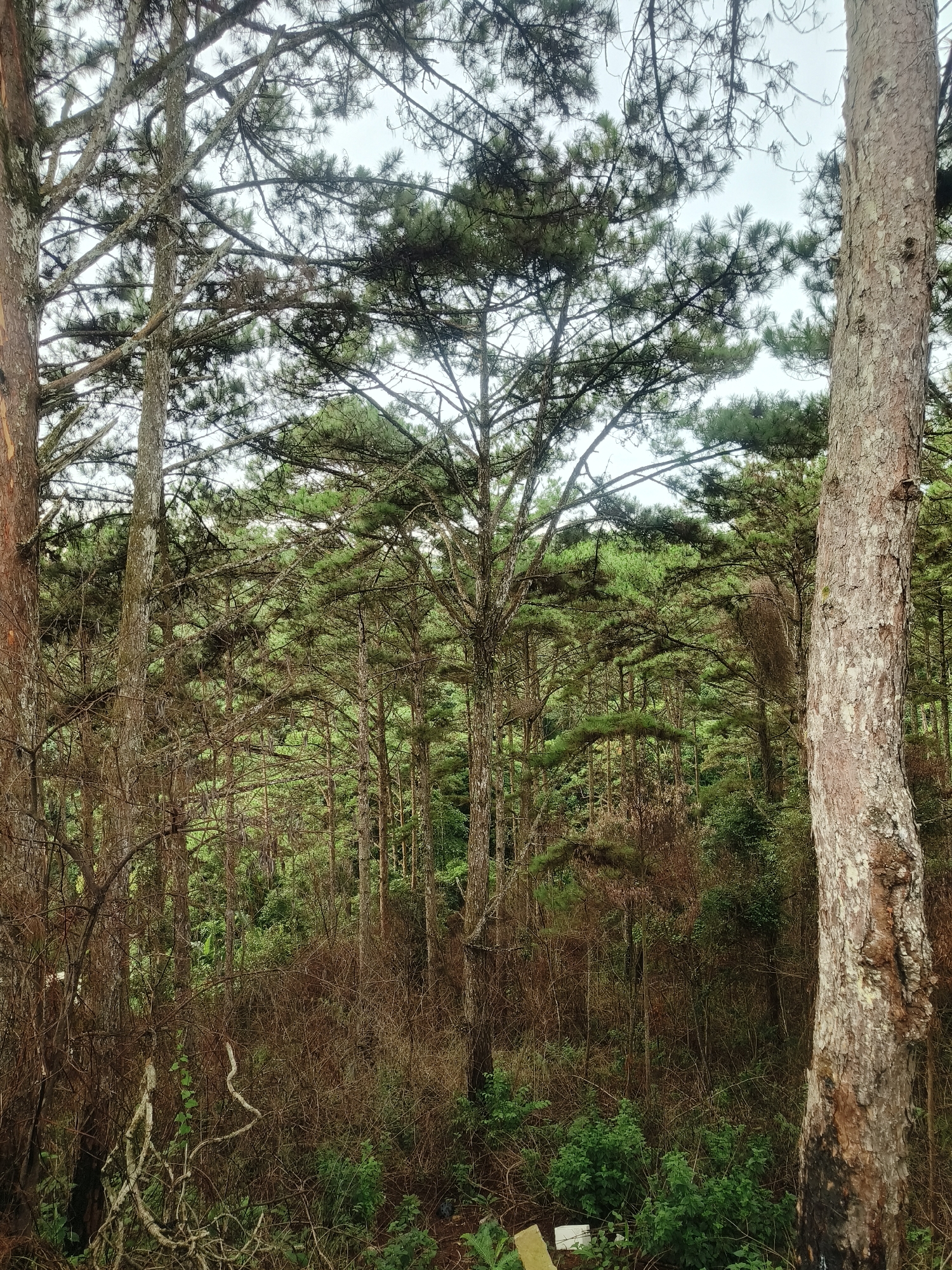 This image depicts a dense forest scene in the city of Xuan Truong - Da Lat, Vietnam. The foreground is dominated by the textured bark of a large tree trunk on the right side, with its rough surface showing variations in color from light gray to brown and hints of black charring at the base. To the left, another tree trunk with a smoother, reddish-brown bark is partially visible. The midground and background are filled with a thick growth of pine trees, their needle-like foliage creating a canopy of green and brown. The undergrowth is a tangled mass of dry branches, brown foliage, and some scattered green shrubs and plants, suggesting a natural, possibly wild environment. The sky is overcast and appears bright white, indicating a cloudy day. There are no people or animals visible in the image, and no discernible man-made structures beyond what might be a small, light-colored object at the very bottom edge of the frame, partially obscured by vegetation. The overall impression is one of a natural, verdant forest with a slightly wild and untamed feel.