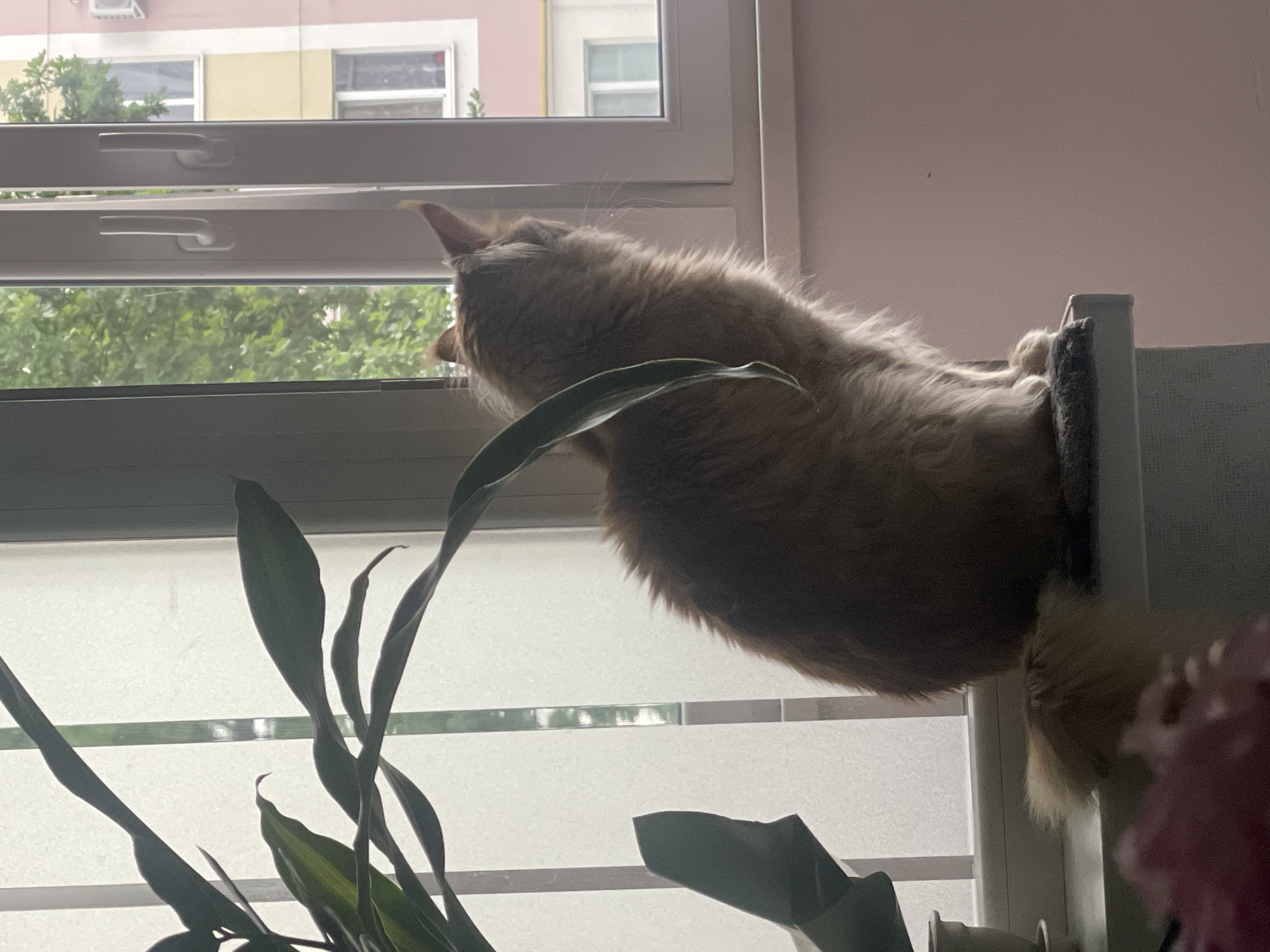 A long-haired ginger cat sits on a window ledge, facing away from the camera and looking out a window. The cat's tail is curled to its side. To the left of the cat, there is a large potted plant with long, dark green leaves. The window has two white handles and is open, revealing a building with pink and yellow facades and green trees outside. The interior of the room has light pink walls and a light-colored windowsill. The image appears to be taken indoors, likely in a residential setting in the city of Rozsoshentsi, Ukraine.