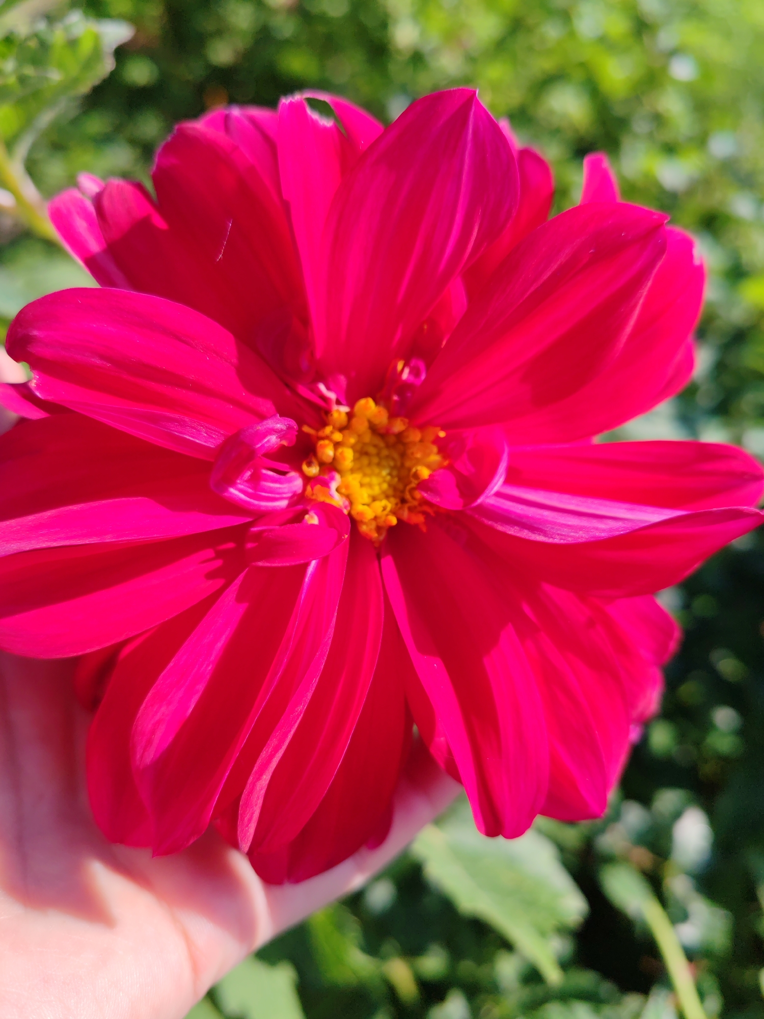 A close-up, eye-level shot focuses on a vibrant, fuchsia-colored flower with a yellow center, held gently in a person's hand. The flower's petals are layered and slightly curled, with visible veins and soft shadows cast by the sunlight. The background is a blur of green foliage, suggesting an outdoor garden setting. The image does not provide any information about the location being the city of Чухлэм, Russia, or any other specific geographical details. The person's hand, with visible skin texture and fingernails, is partially in the frame, cradling the lower part of the flower. The lighting indicates it is daytime.