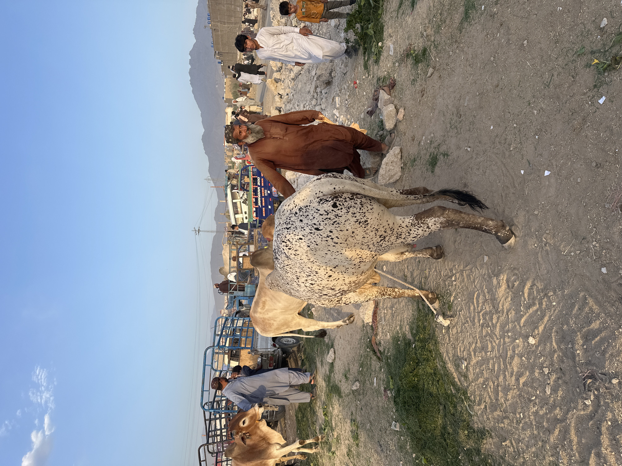 The image captures a scene from what appears to be a livestock market, possibly related to the Eid al-Adha festival, in or near Quetta City Tehsil, Pakistan. In the foreground, a light-colored cow with dark speckles stands tied, being examined or shown off. An older man with a beard, wearing a brown shalwar kameez and a hat, is kneeling next to the cow. Behind him, there are more people and other cattle tethered to blue metal railings or trucks. Some people are dressed in traditional white clothing. The ground is dusty and rocky, with patches of grass. In the background, there is a view of mountains under a clear blue sky, and overhead power lines are visible.