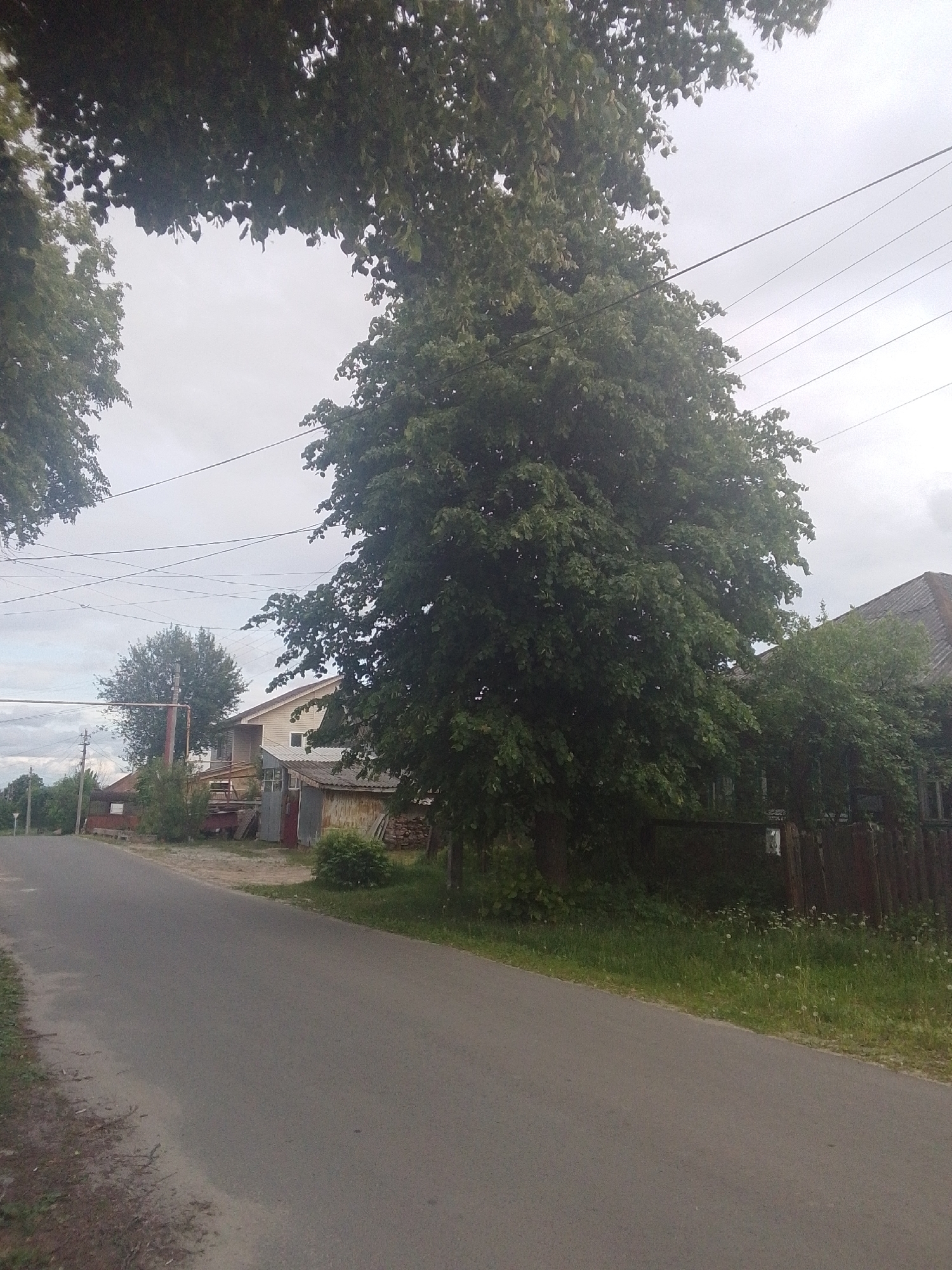 A street in an urban area is depicted on a cloudy day. The street is asphalt and has a slight curve to the left. On either side of the street is grass. Buildings are present in the background, and tall trees overhang the street, creating a canopy. Power lines run across the top of the scene. The trees and cloudy sky give the scene a dim, overcast tone. The location of the scene is Unknown.