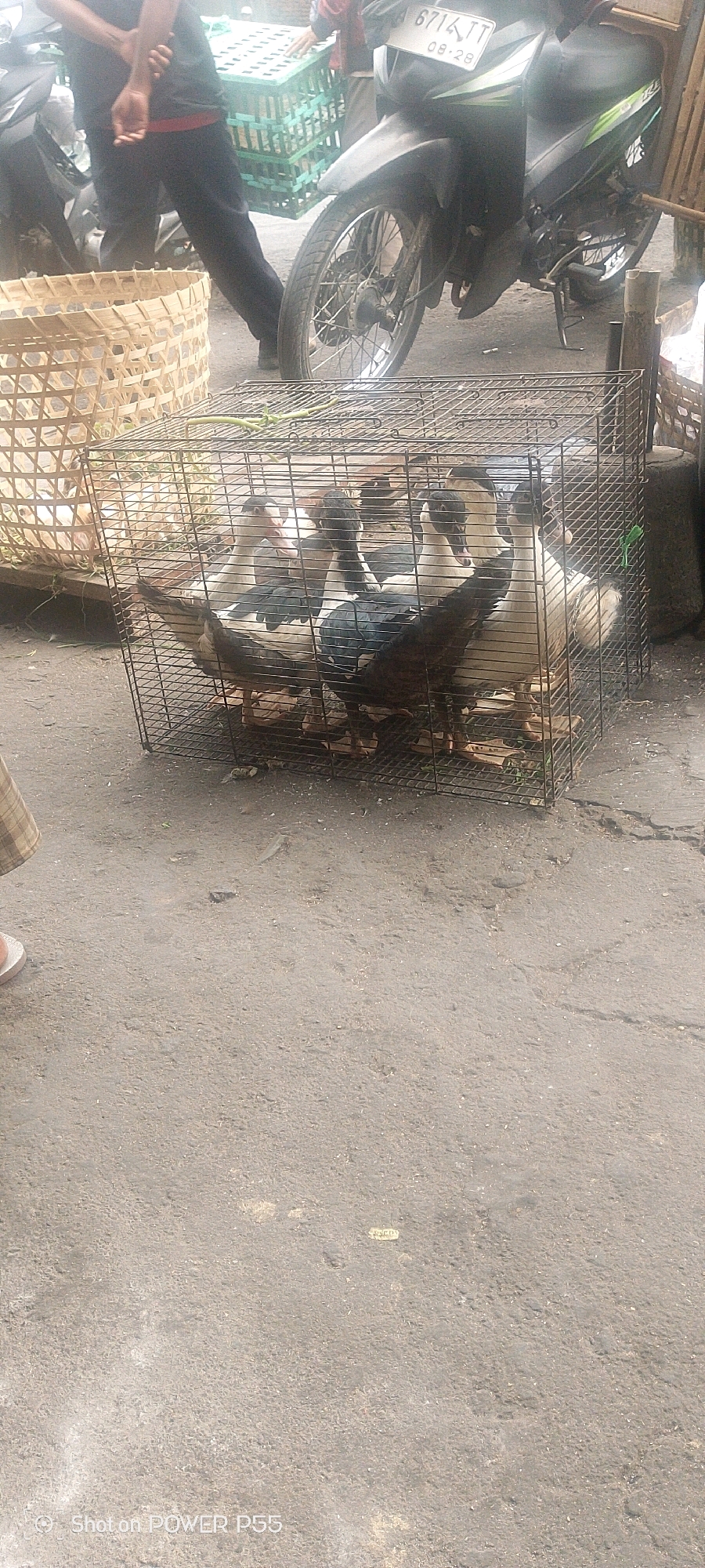 A close-up, eye-level shot captures a cage filled with several ducks on a paved surface. The cage, made of black metal bars, is positioned in the center of the frame. Inside, ducks with white and dark grey plumage huddle together. To the left of the cage, a woven basket is visible, and behind it, a person wearing dark pants and a dark shirt with a red trim stands. A motorcycle with a license plate reading "6714 TT 08-28" is parked to the right of the scene, partially obscuring the background. The ground is covered in asphalt with some debris scattered about. The lighting suggests an outdoor, daytime setting.