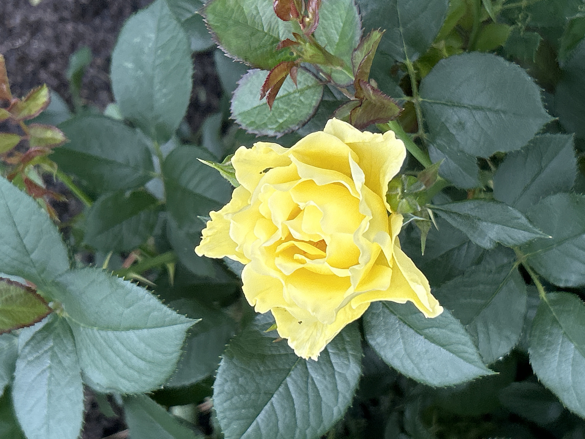 A close-up shot captures a vibrant yellow rose in full bloom, its petals unfurling in delicate layers. The rose is surrounded by lush green leaves, some appearing velvety and others with serrated edges. A few reddish-tinged new leaves sprout from a nearby stem, adding a touch of contrast. The background is a blur of dark green foliage and a hint of dark soil, suggesting an outdoor garden setting. The image does not contain any people or specific landmarks that would indicate its location within Mount Royal, Canada.