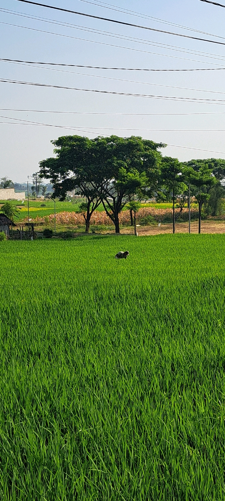 An outdoor, full shot captures a vast, green rice paddy under a clear, light blue sky. Several electrical wires stretch horizontally across the upper portion of the frame. In the mid-ground, a large, dense tree with a wide canopy stands prominently, accompanied by other smaller trees behind it. Beyond the trees, a field with yellowing crops is visible, and further in the distance, structures that appear to be buildings are present. To the left of the frame, a small, rustic hut with a thatched roof is situated near a wooden fence. Within the foreground rice paddy, a person wearing dark clothing is crouched down, appearing to be engaged in some activity. There are also a few white birds scattered in the background, near the trees.