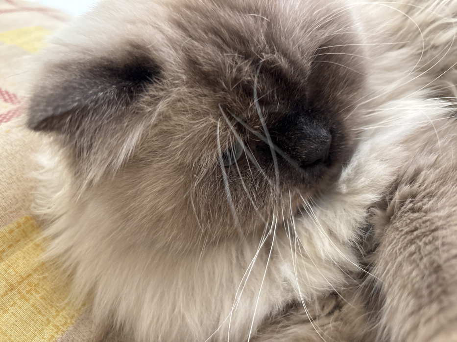 A close-up photograph depicts the head and upper body of a domestic cat, consistent with a Ragdoll breed exhibiting seal point coloration, resting indoors in Mu'adammiyat ash-Sham, Syria. The cat's fur is long and dense, primarily light beige to fawn, with darker brown points visible on the nose, around the closed eyes, and the tip of the visible right ear. Numerous prominent white whiskers extend from the muzzle. The cat's eyes are closed, suggesting sleep or deep repose. The black nose is clearly visible in the lower-center of the frame. The cat rests on a surface; a yellow fabric with a faint, repeating pattern in light orange or red is visible in the upper-left background, indicative of bedding or upholstery. A plain, light-colored surface, possibly white, occupies the upper-right background.